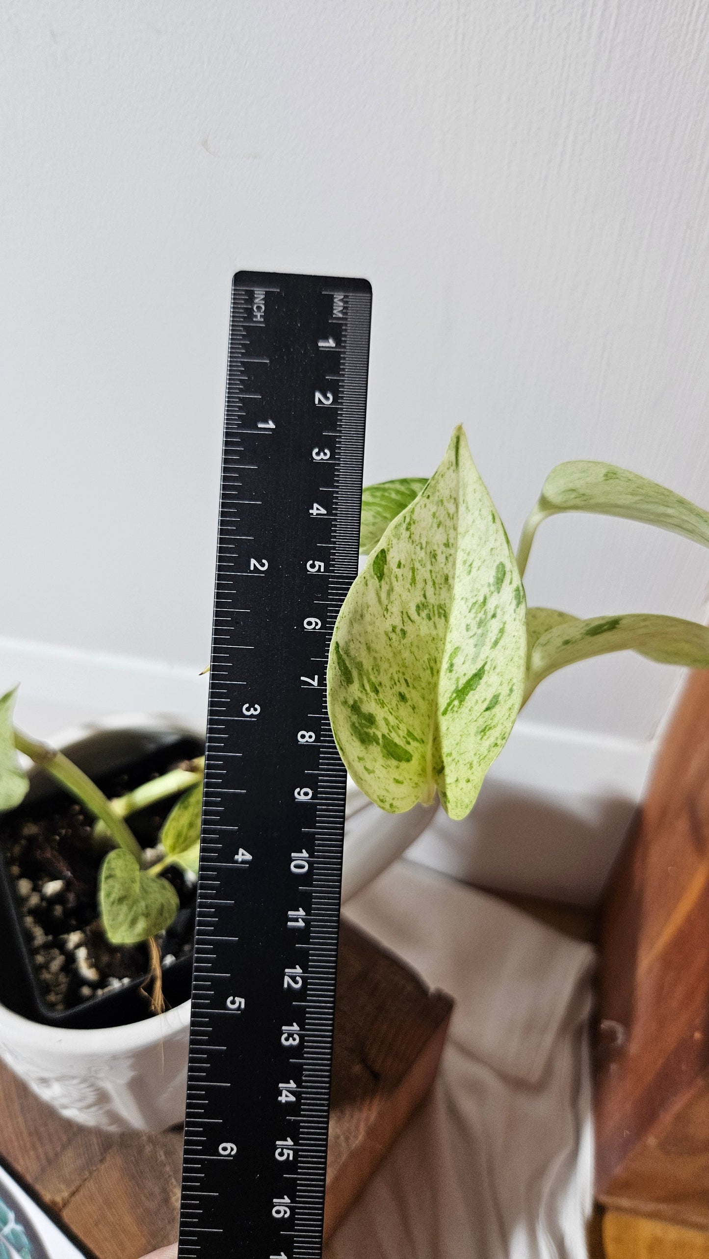 Epipremnum Aureum Marble Queen "version Snow Queen" (EPI-179)