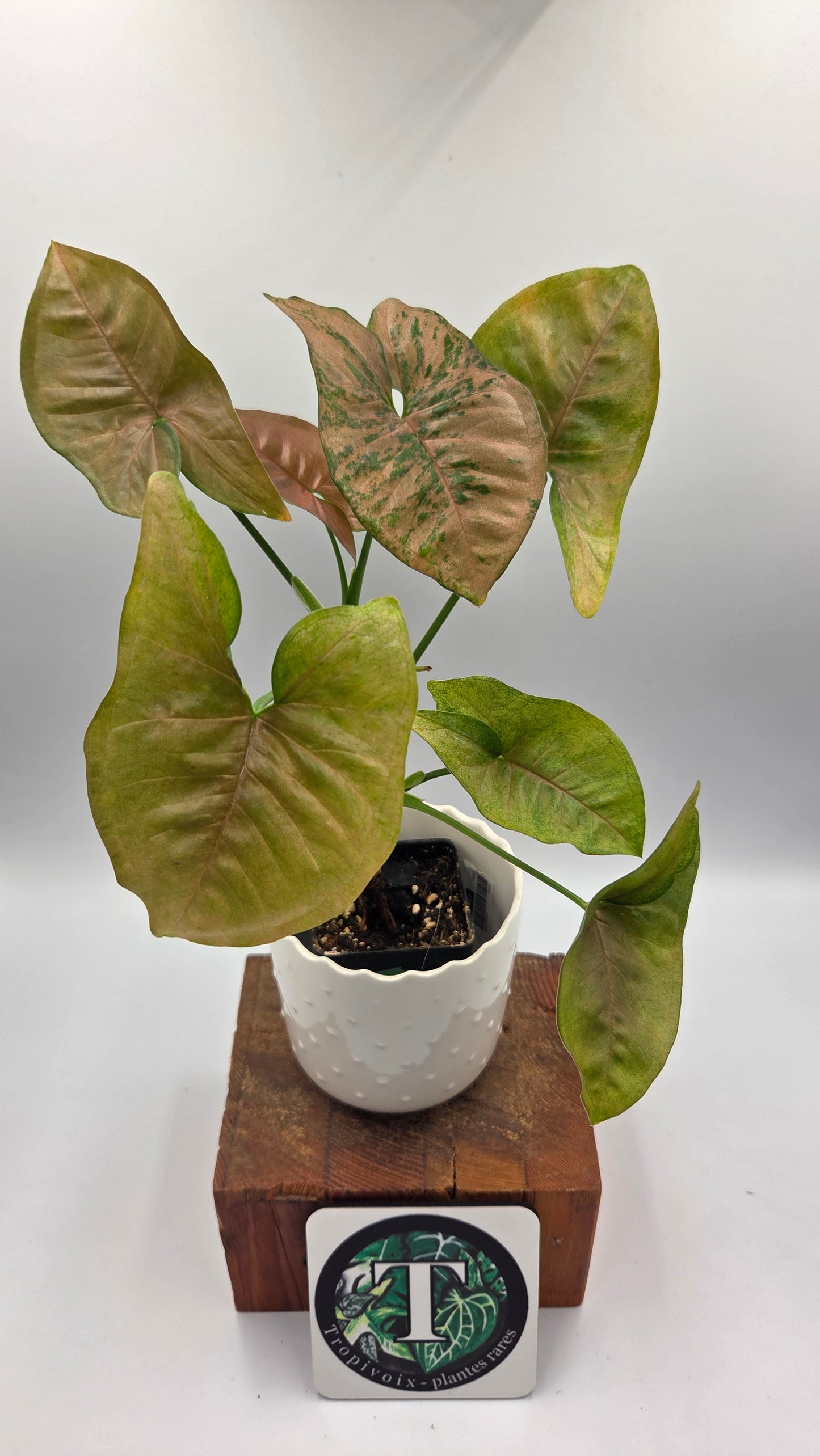 Syngonium Pink Flecked (SYN-508)