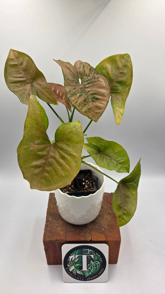 Syngonium Pink Flecked (SYN-508)