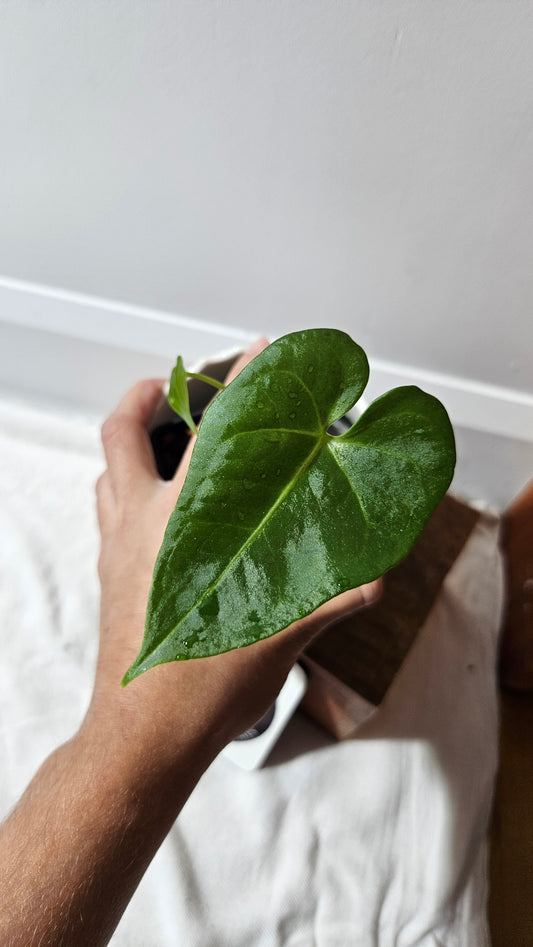 Anthurium Clarinervium X Jarii "format PETIT" (ANT-550)