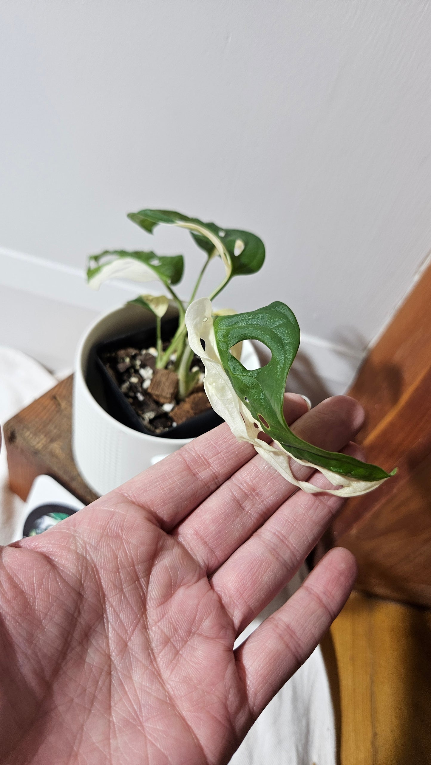 Monstera Andasonii Albo (MON-481)