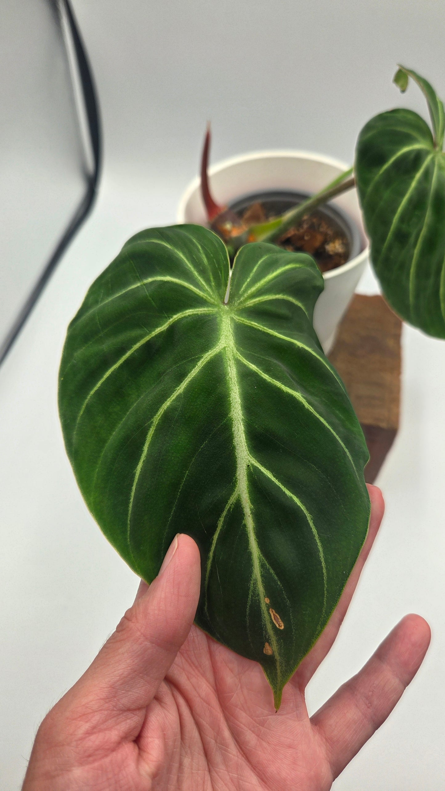 Philodendron Gloriosum Pink (PHI-1047)