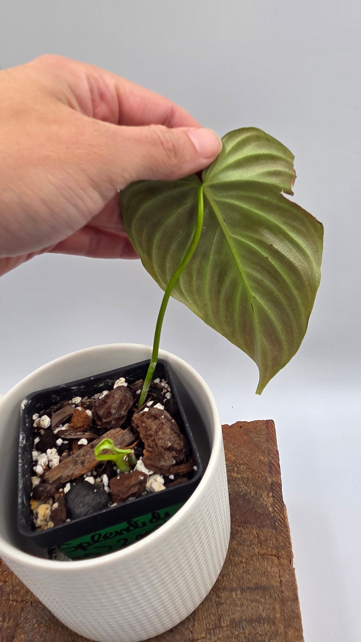 Philodendron Splendide (PHI-1095)