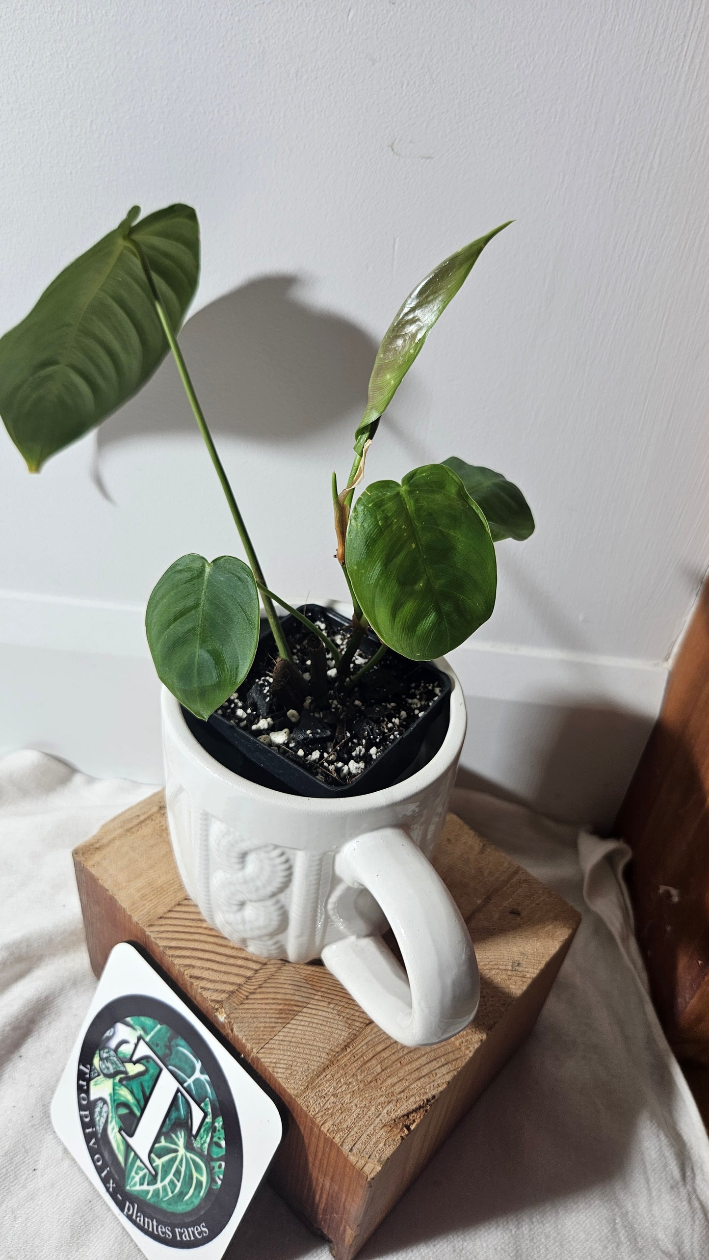 Philodendron Sharoniae (PHI-650)