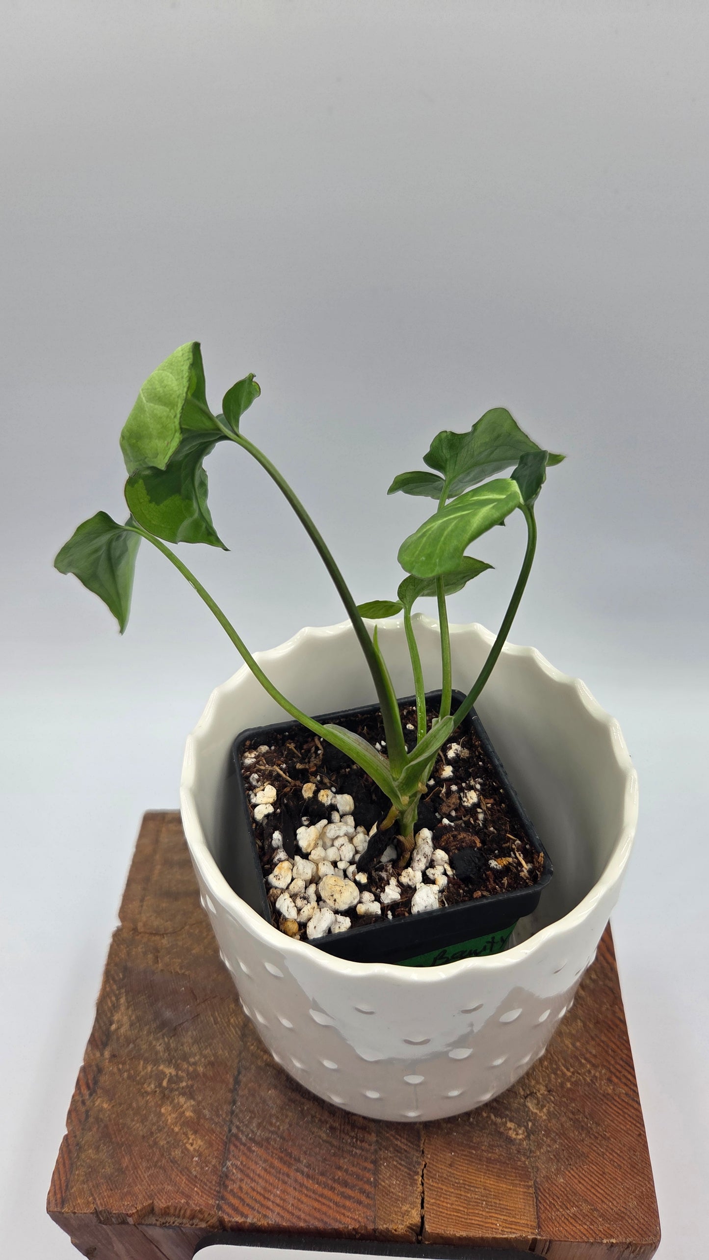 Syngonium Green Beauty (SYN-507)