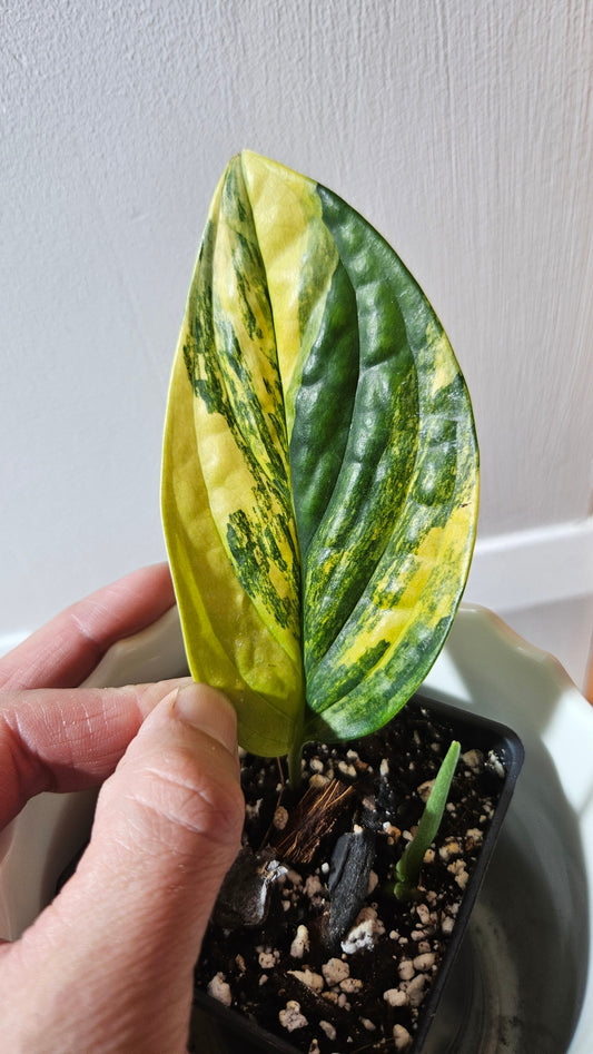 Monstera Karstenianum/Peru Variegata (MON-423)