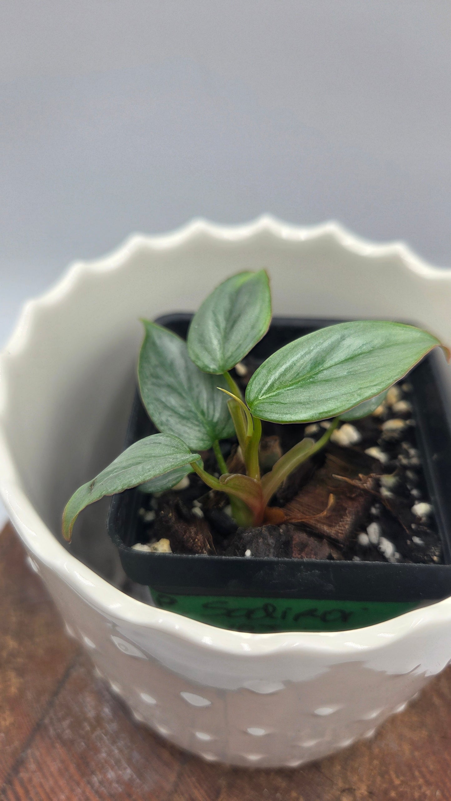 Philodendron Sodiroi (PHI-1041)