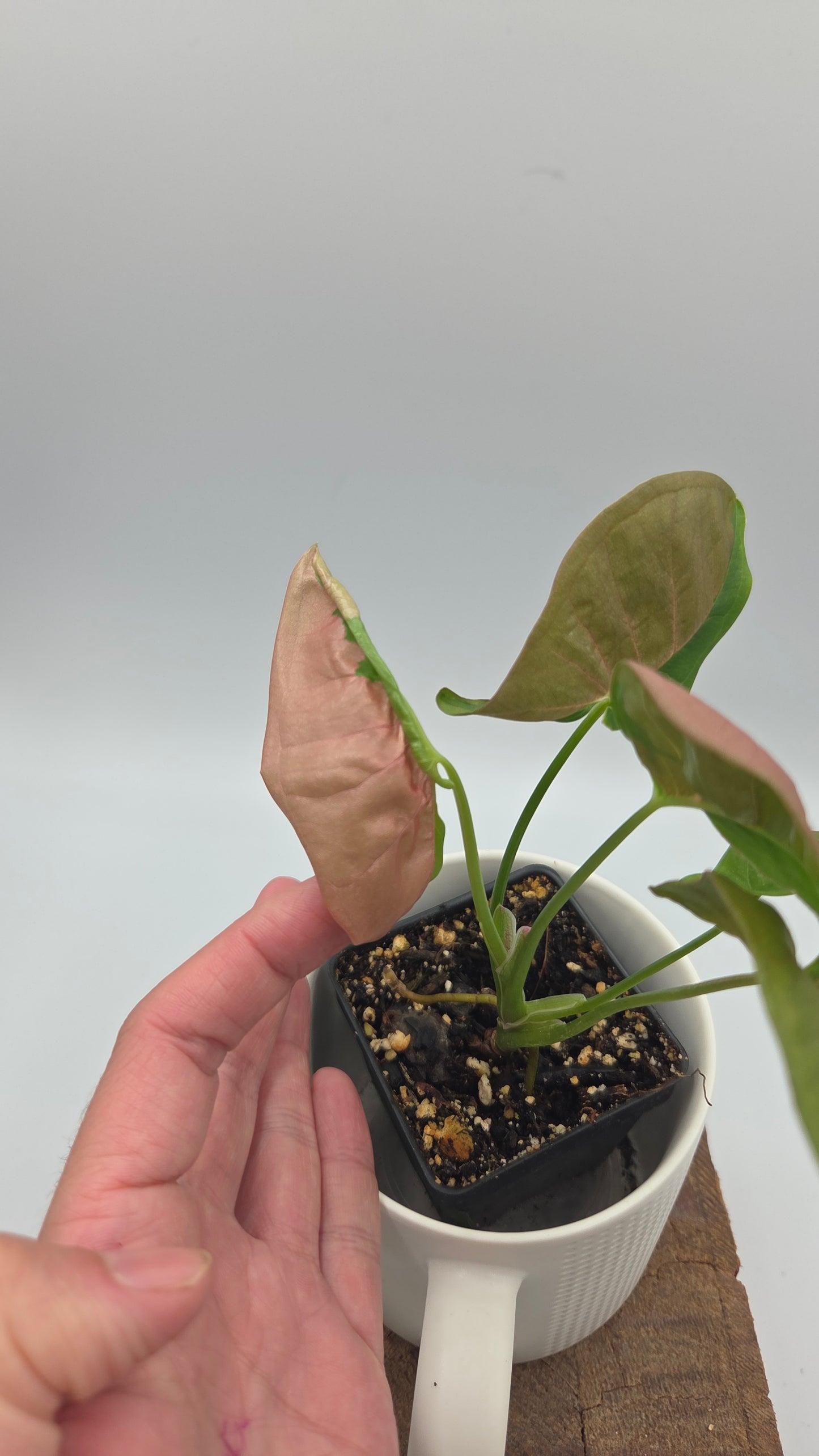 Syngonium Pink Lava (SYN-521)