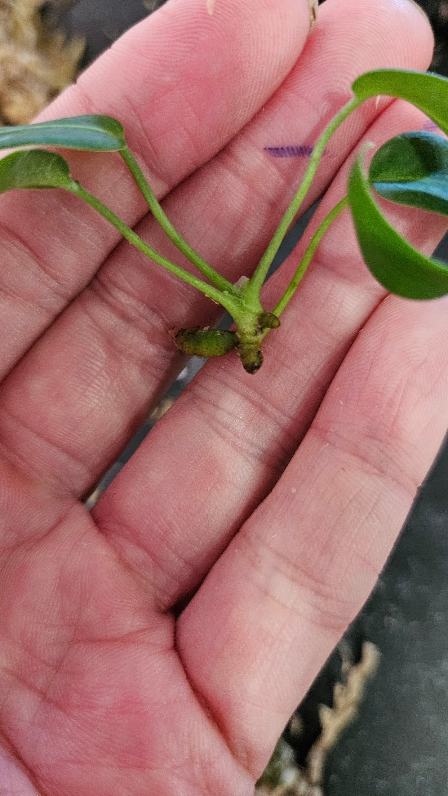 Anthurium Pallidiflorum Black "format SEEDLING"(ANT-570)