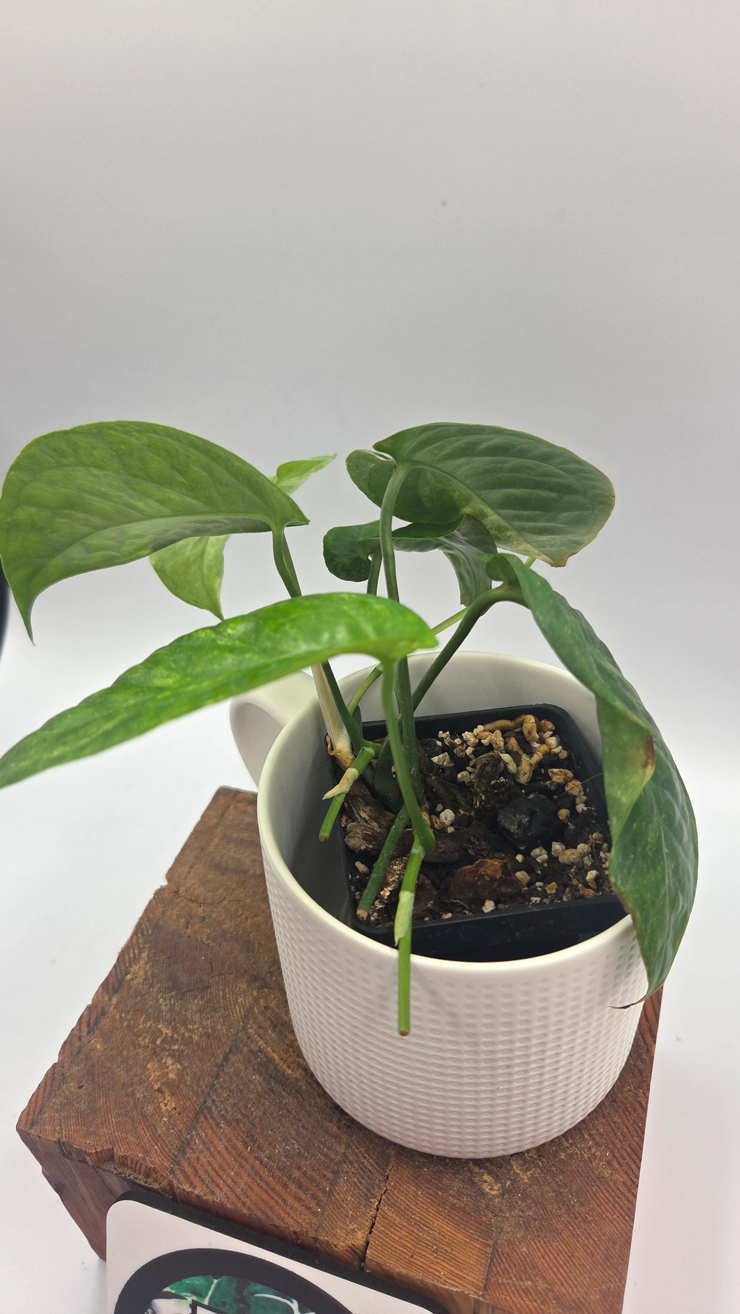 Amydrium Medium Mint (AMY-030)