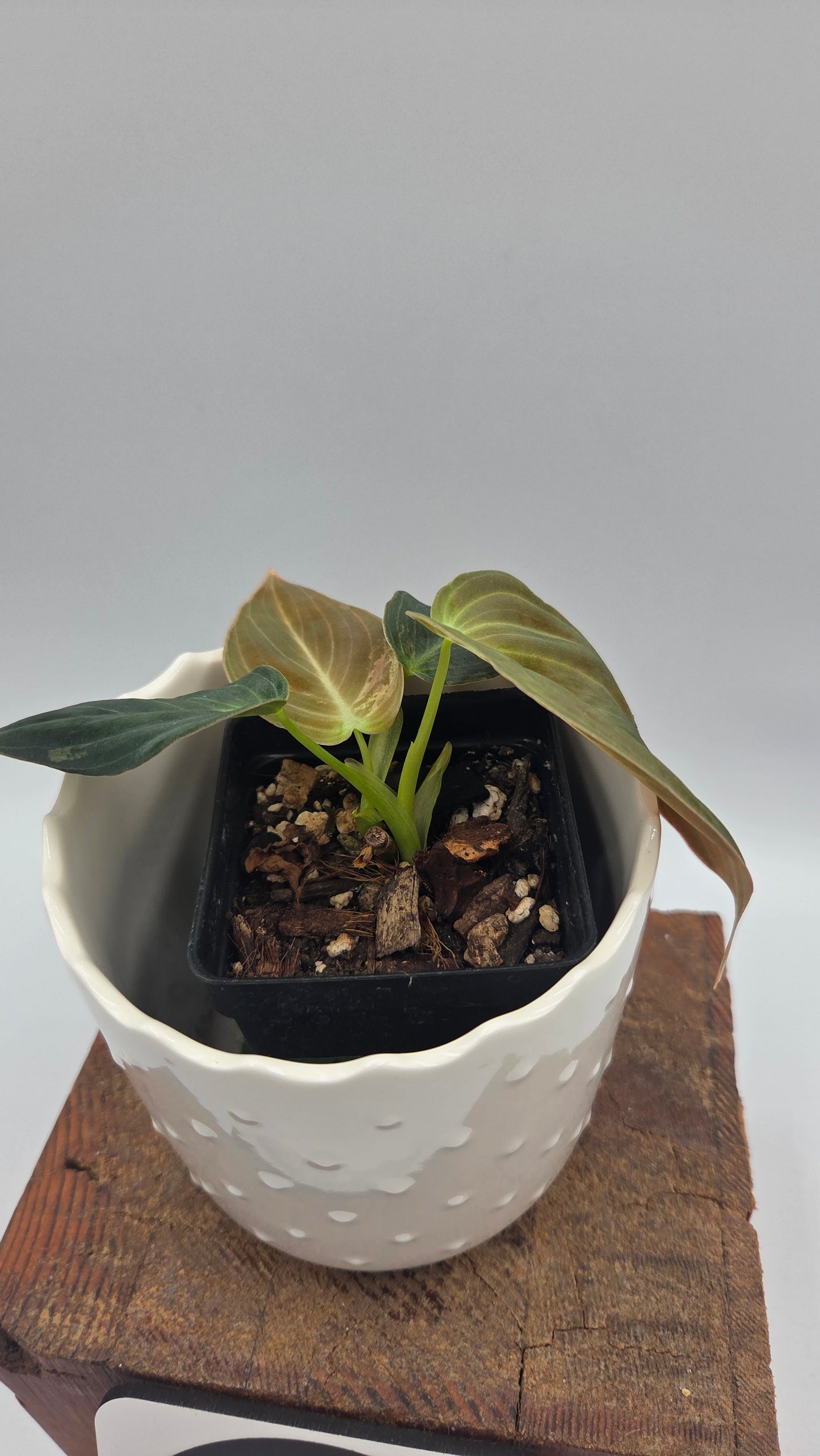Philodendron Melanochrysum Variegata (PHI-1067)