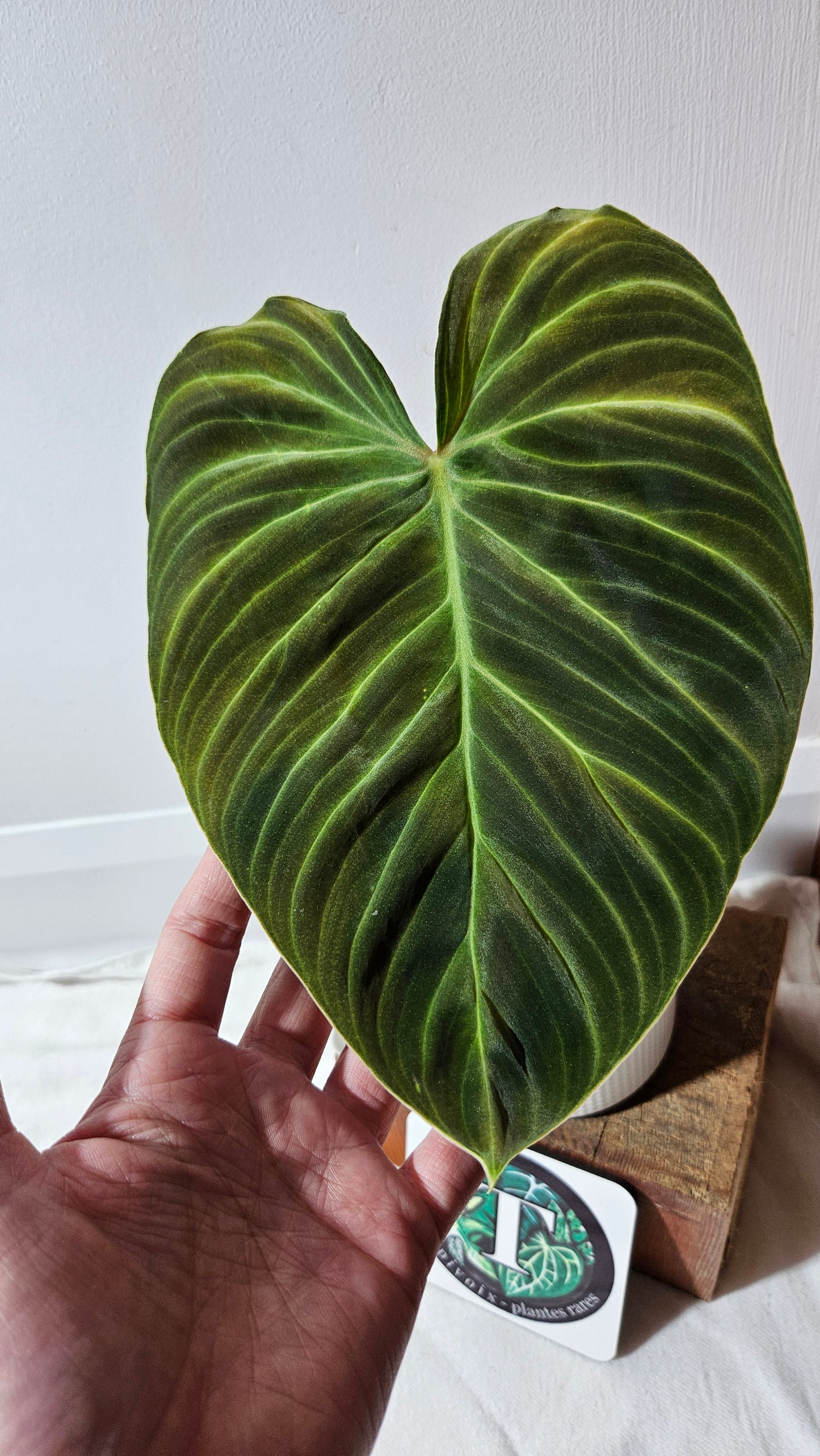 Philodendron Splendide "format LARGE" (PHI-941)