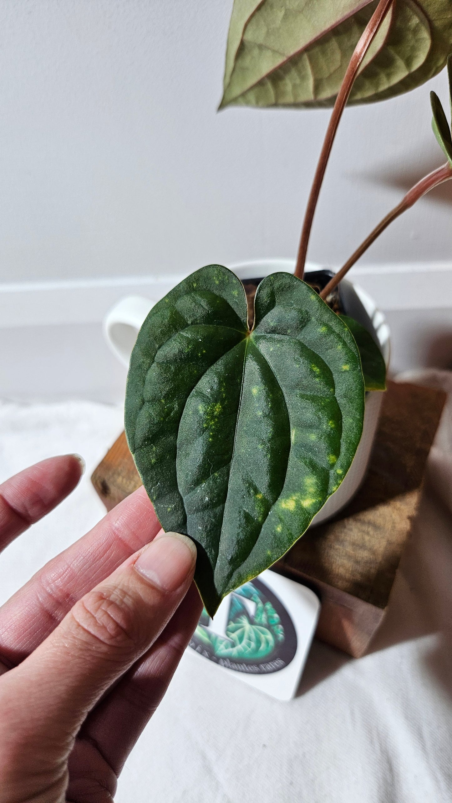 Anthurium Luxurians X Black Velvet Panama "format MOYEN" (ANT-639)
