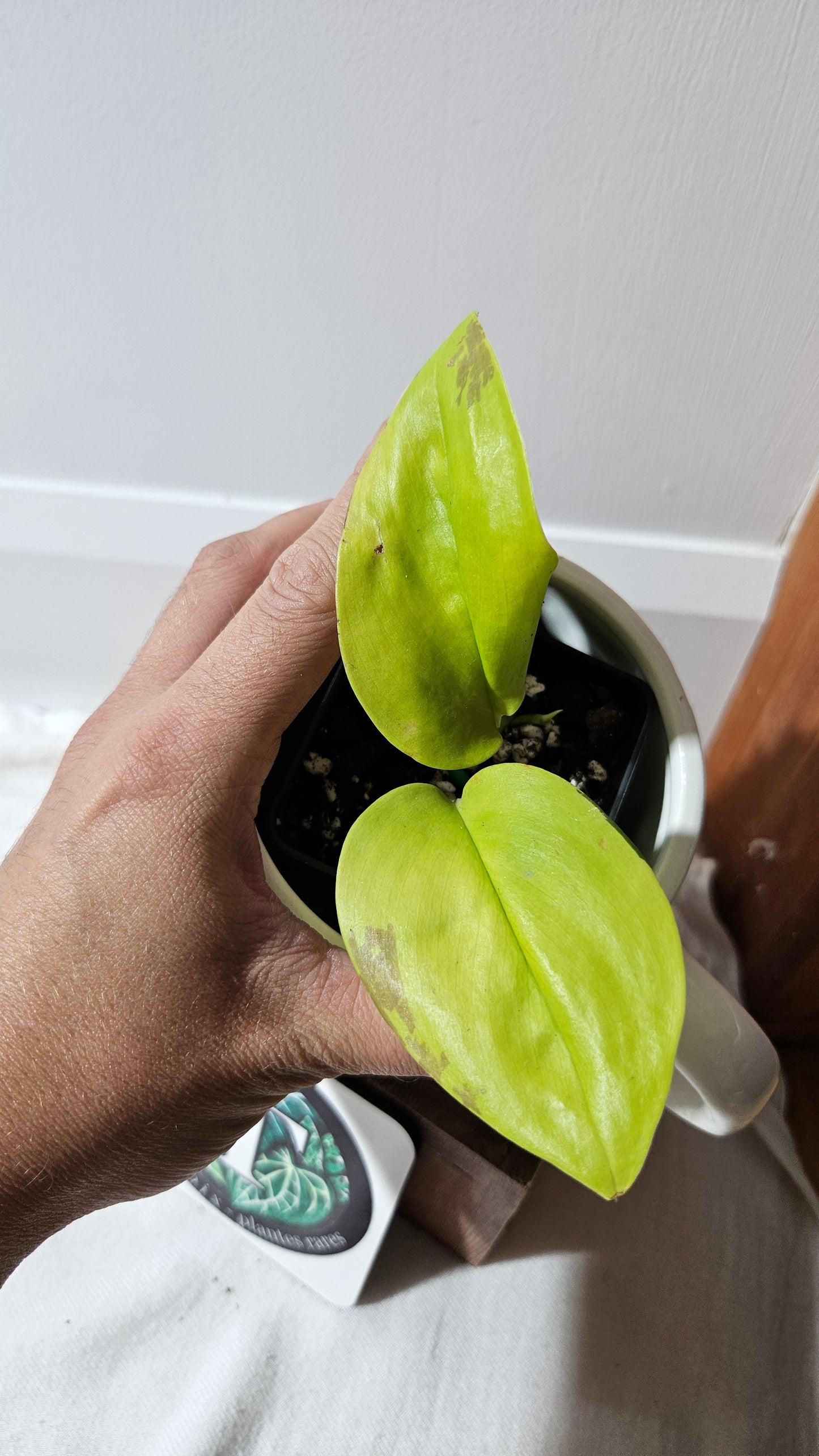 Scindapsus Moonlight Lemon (SCI-1317)