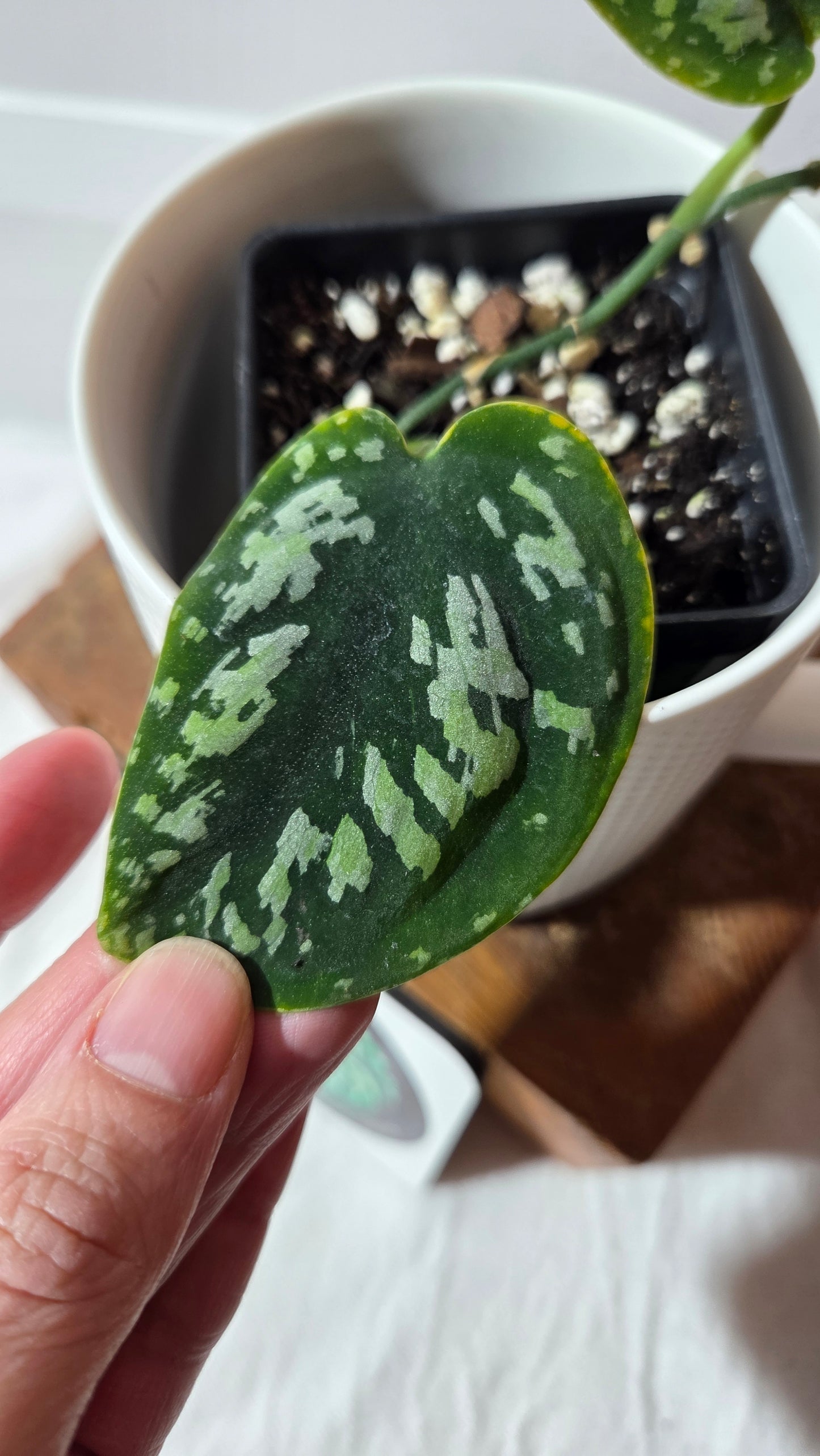 Scindapsus Tricolor Dark Form (SCI-1427)