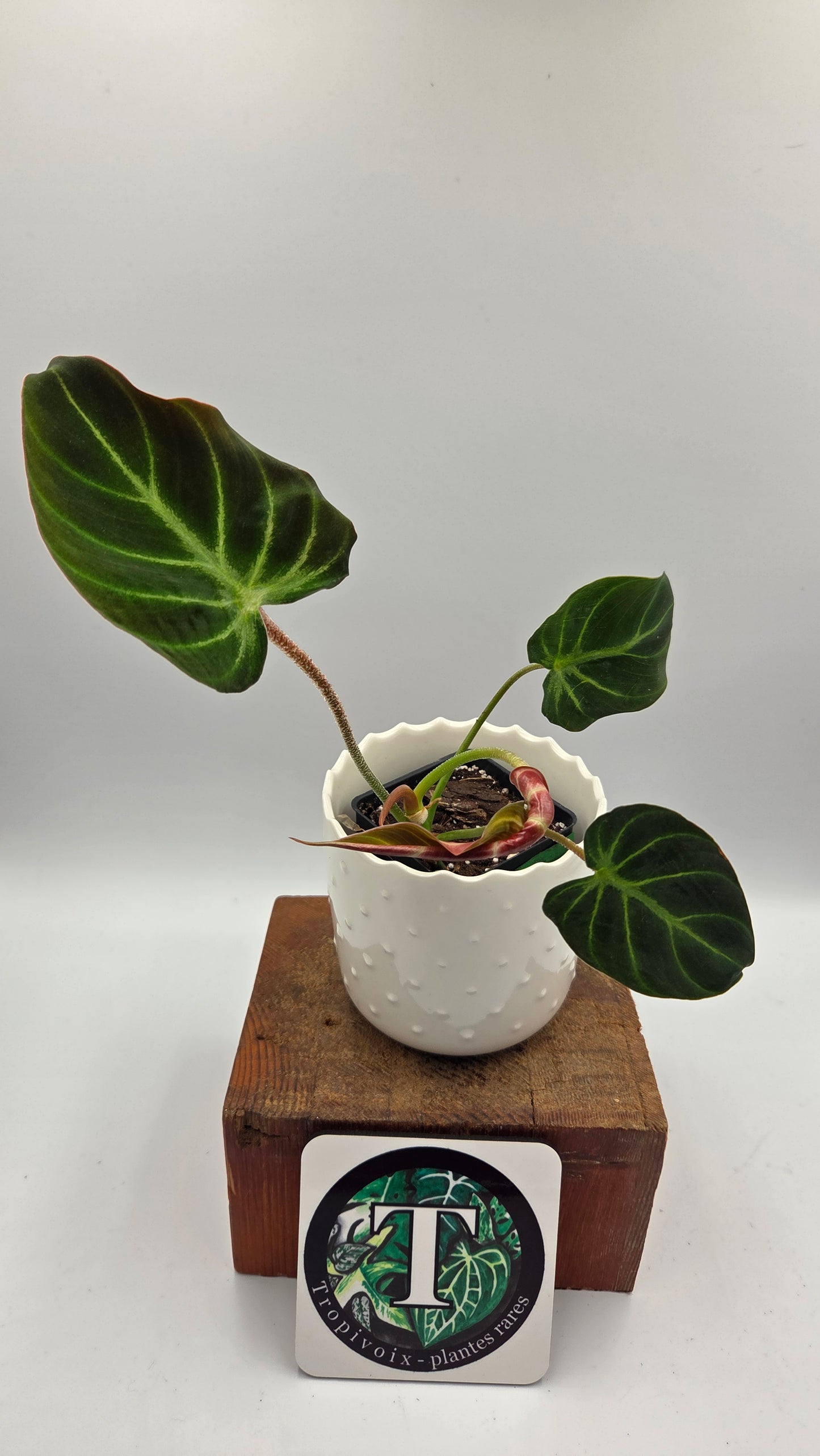 Philodendron Verrucosum Resplandeciente (PHI-887)