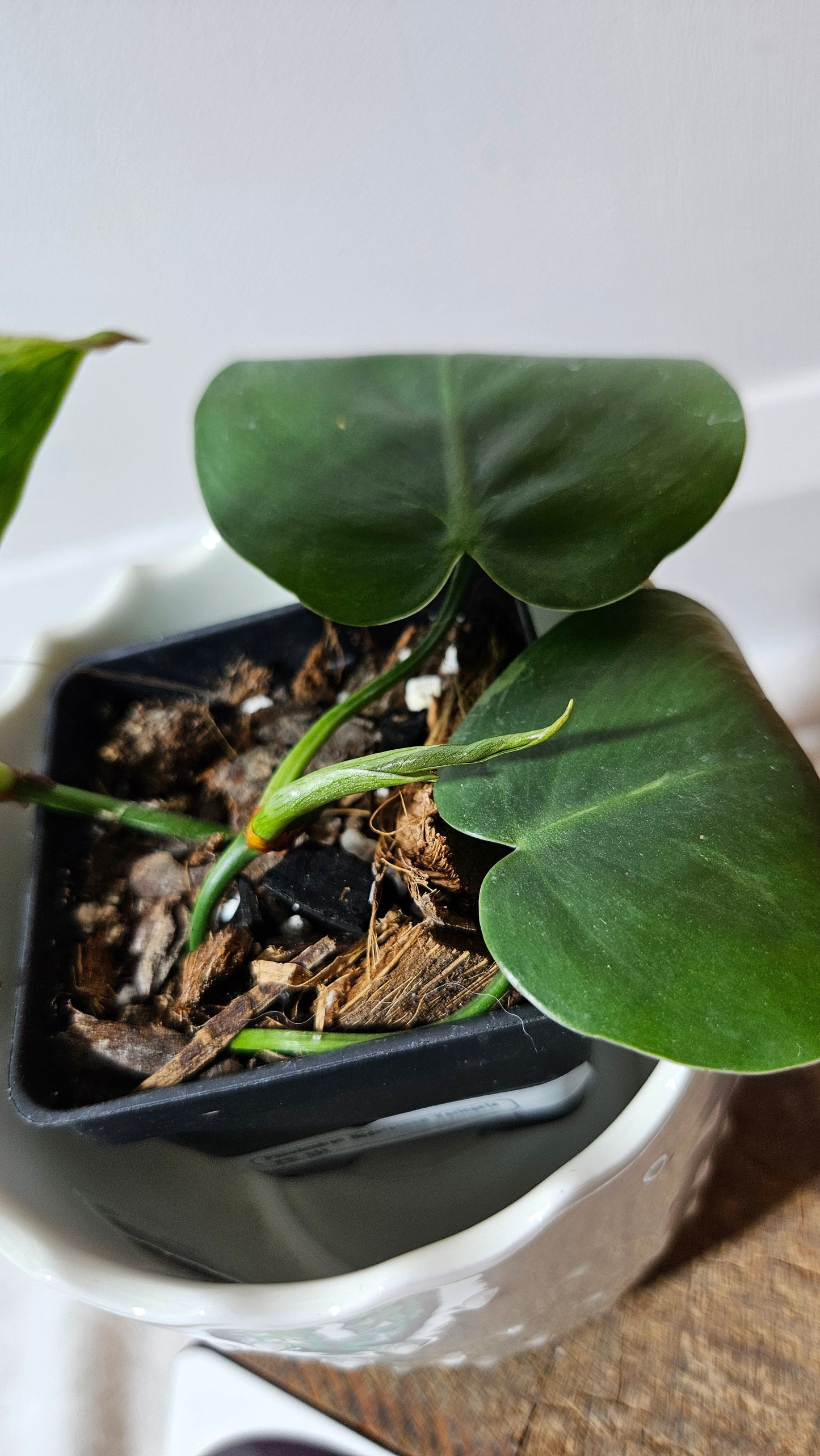 Philodendron Hederaceum Variegata (PHI-564)