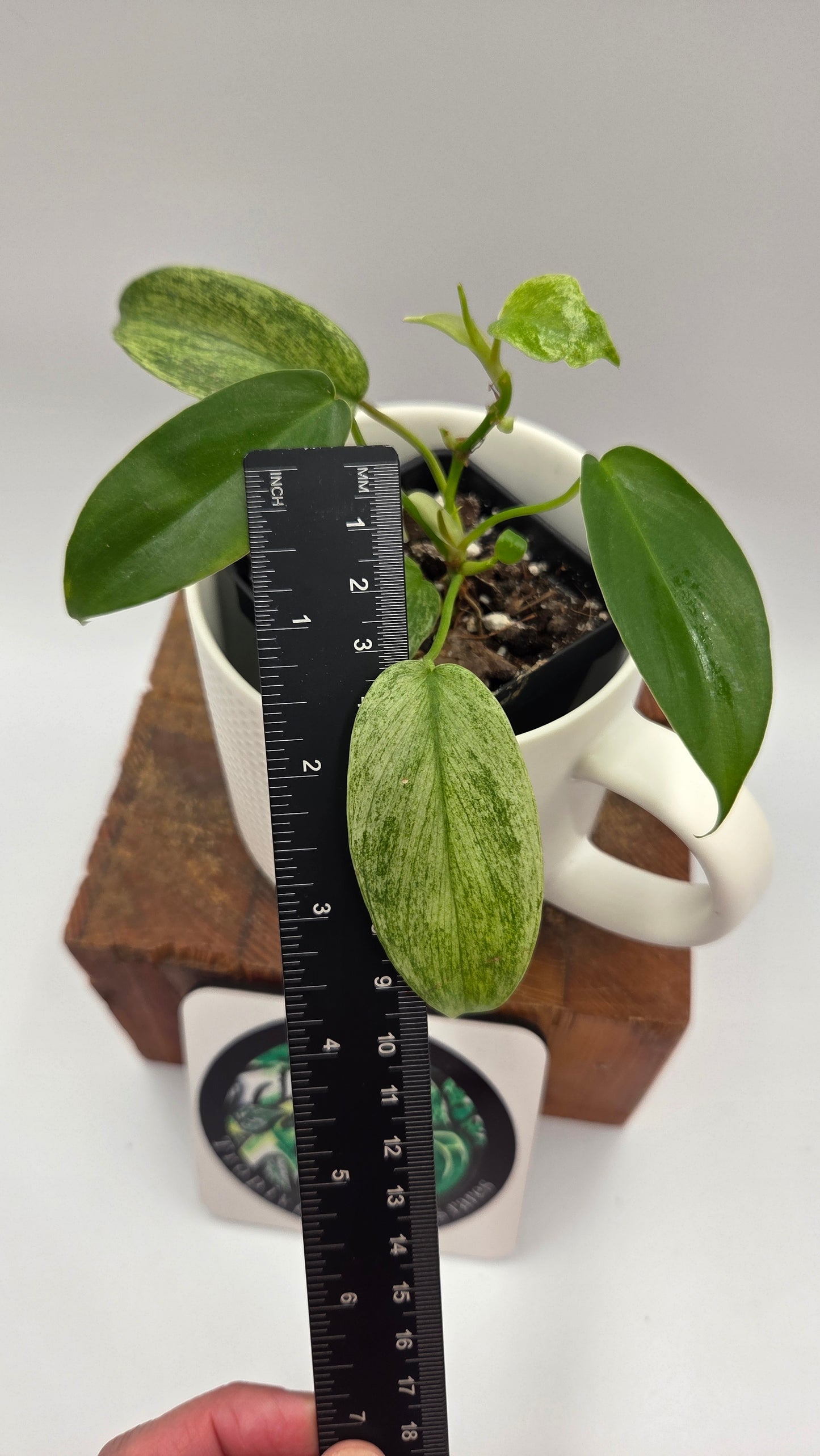 Philodendron Florida Ghost (PHI-1032)