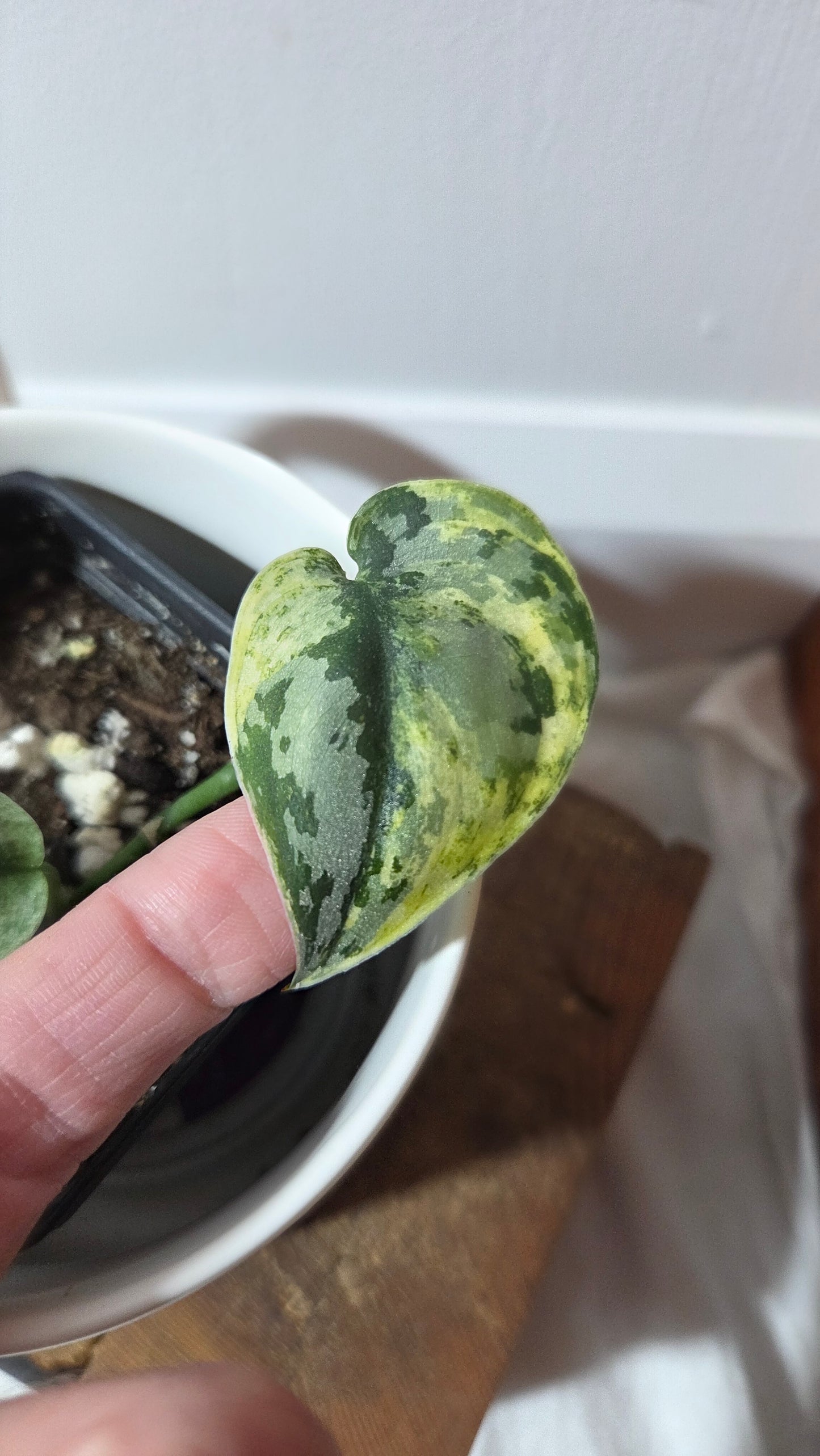 Scindapsus Mayari (SCI-1406)