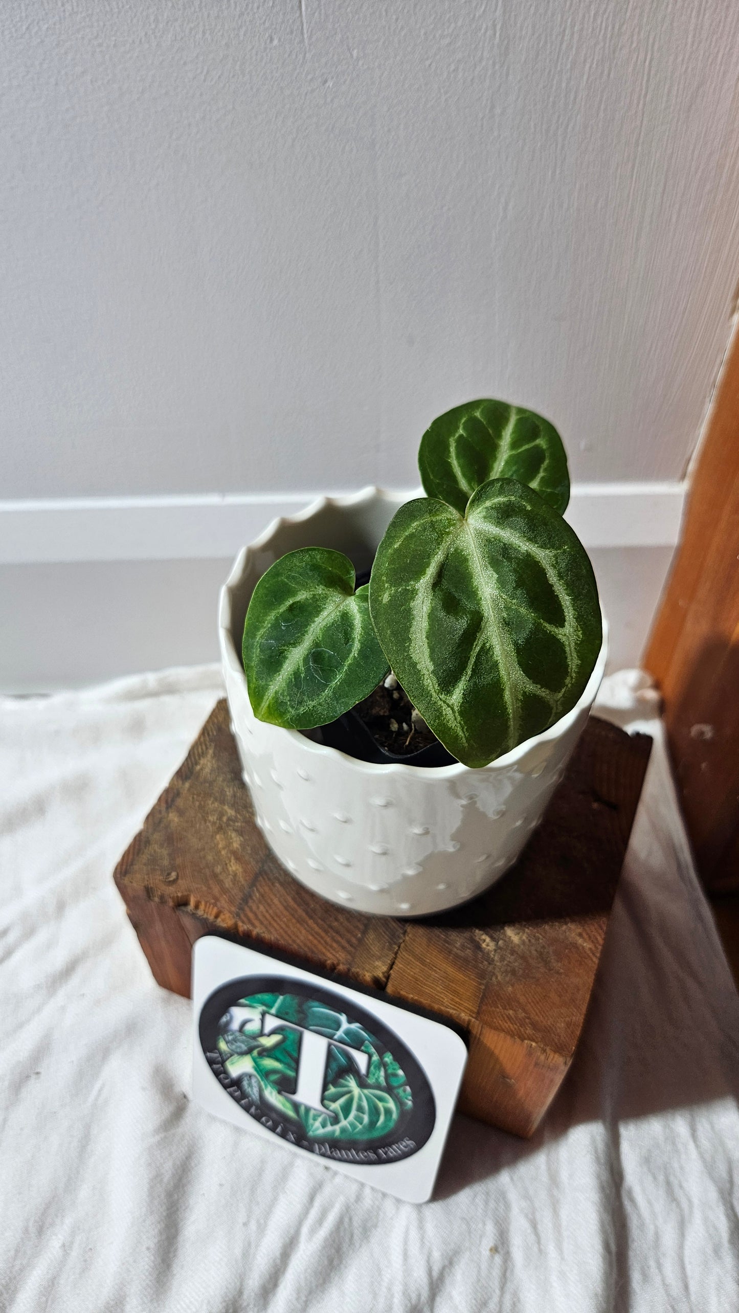 Anthurium  Crystallinum "format PETIT" (ANT-590)