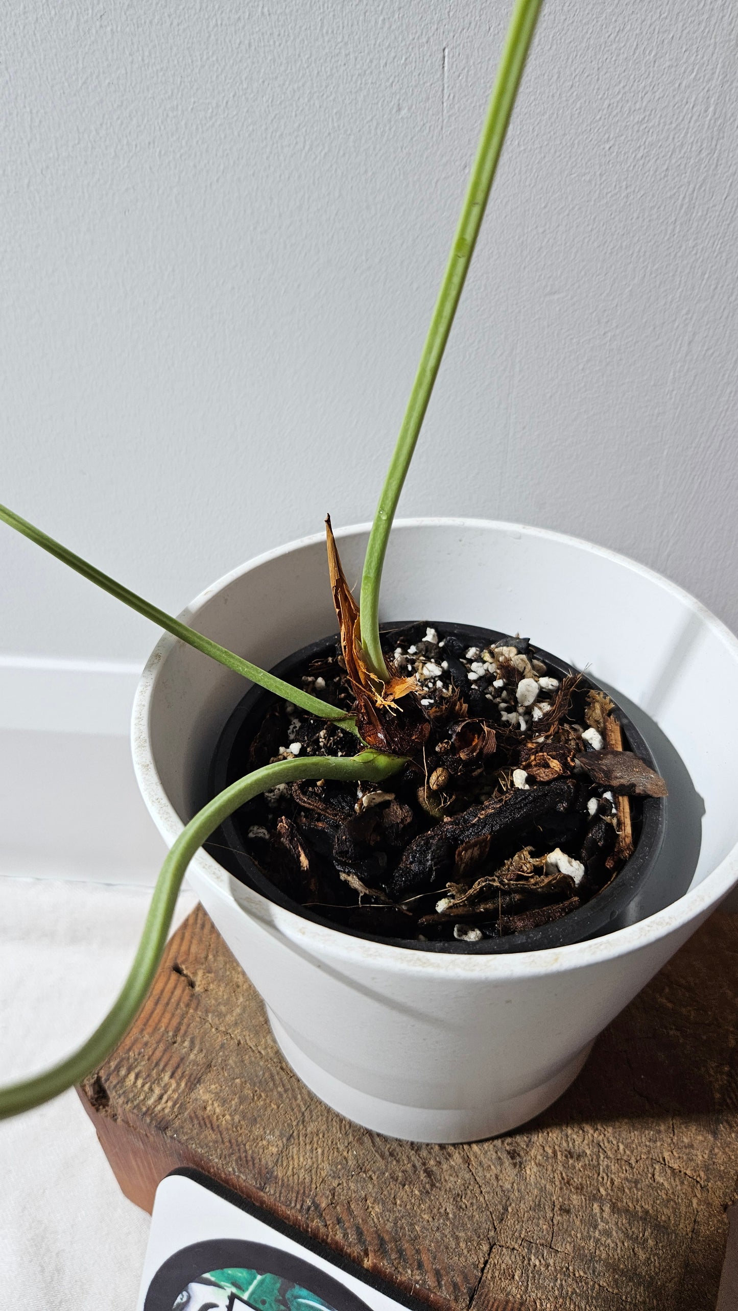 Anthurium Brownii/Corong "format MOYEN" (ANT-552)