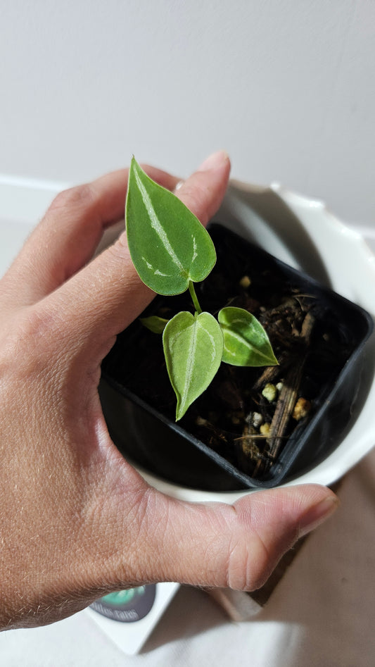 Anthurium Forgetti X Crystallinum Silver "format SEEDLING" (ANT-525)