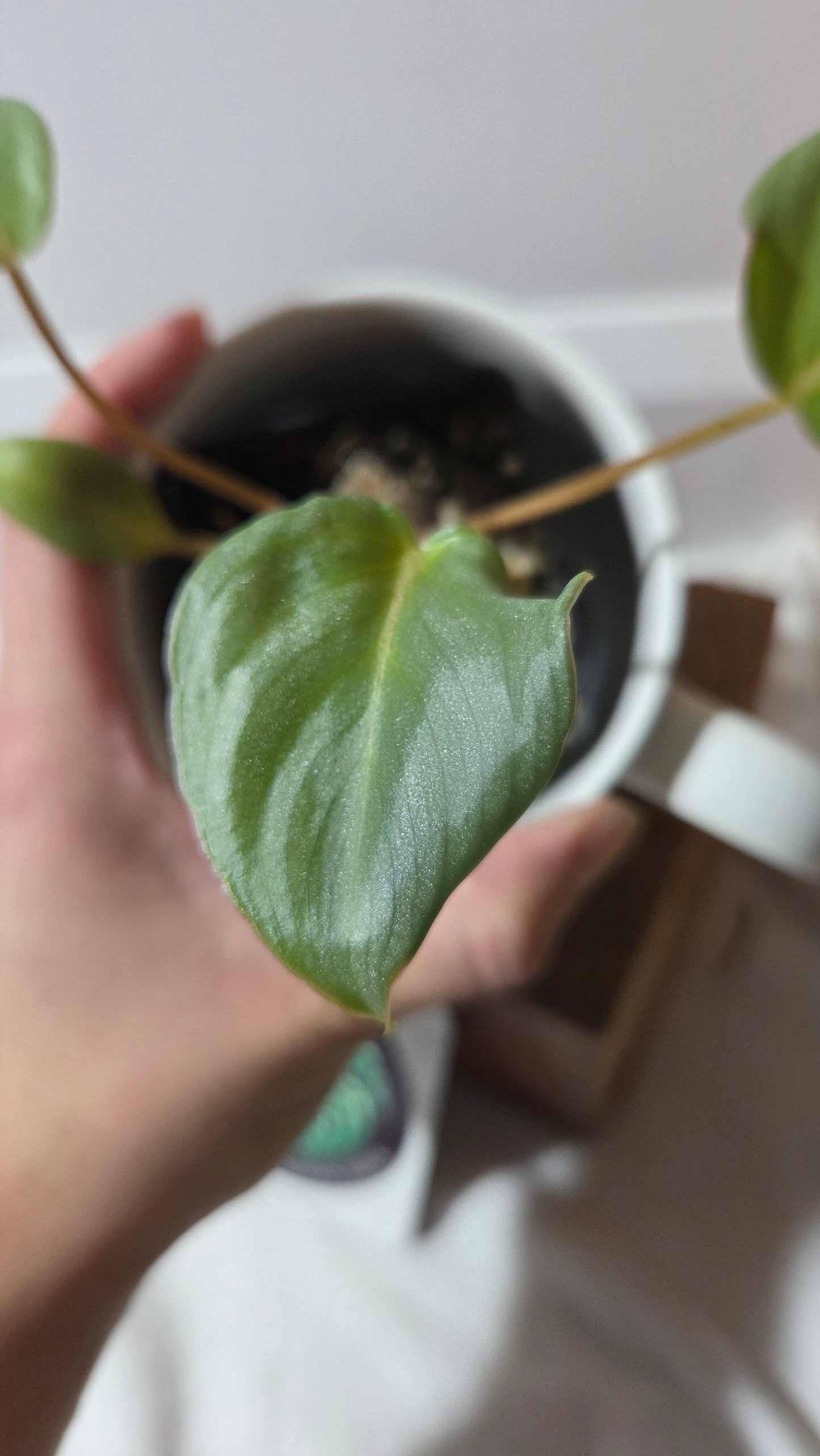 Philodendron Gloriosum Veins (PHI-682)