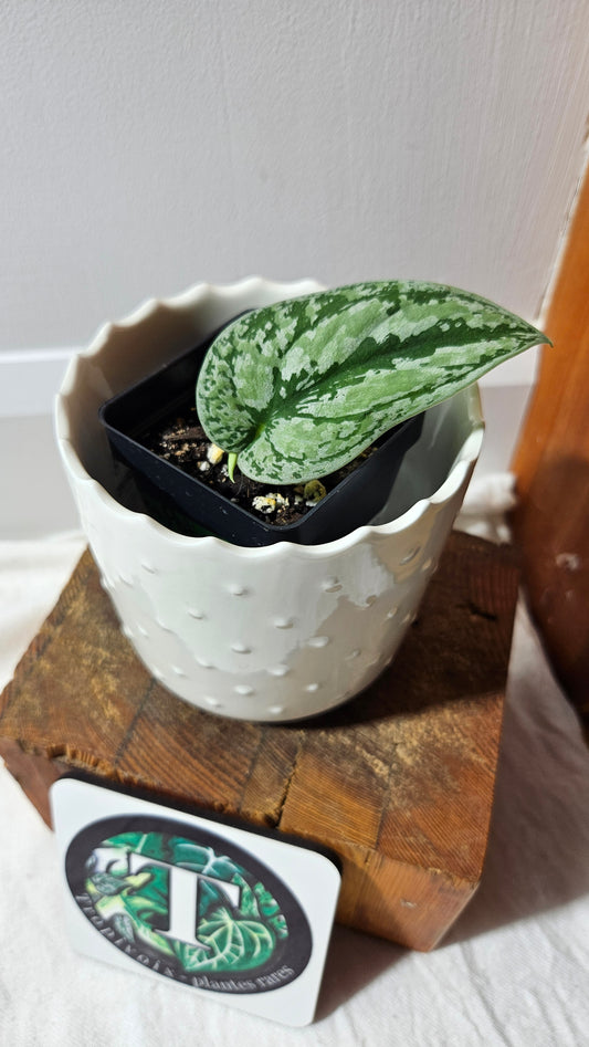 Scindapsus Tricolore silver Platinum (SCI-1318)