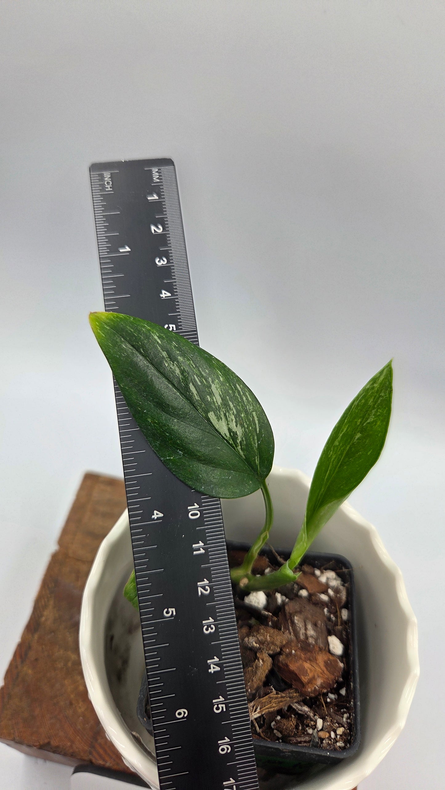 Monstera Standleyana Aurea (MON-547)