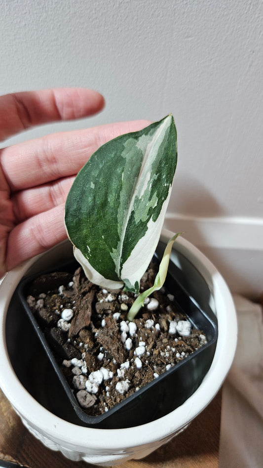 Scindapsus Silver Satin albo (SCI-1245)