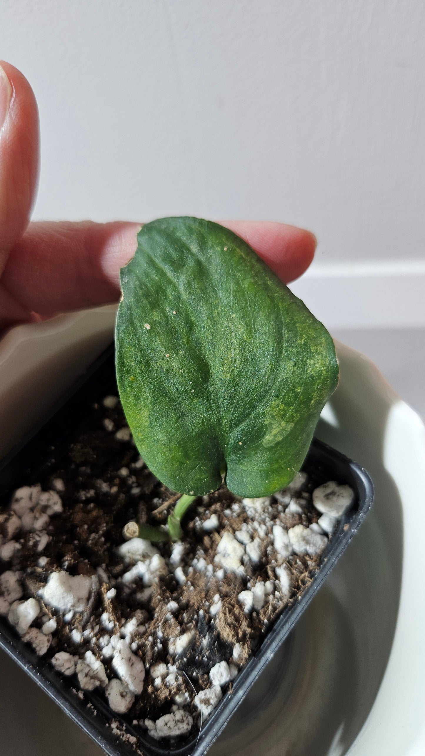 Scindapsus Silver Splash "Green on Green" (SCI-738)