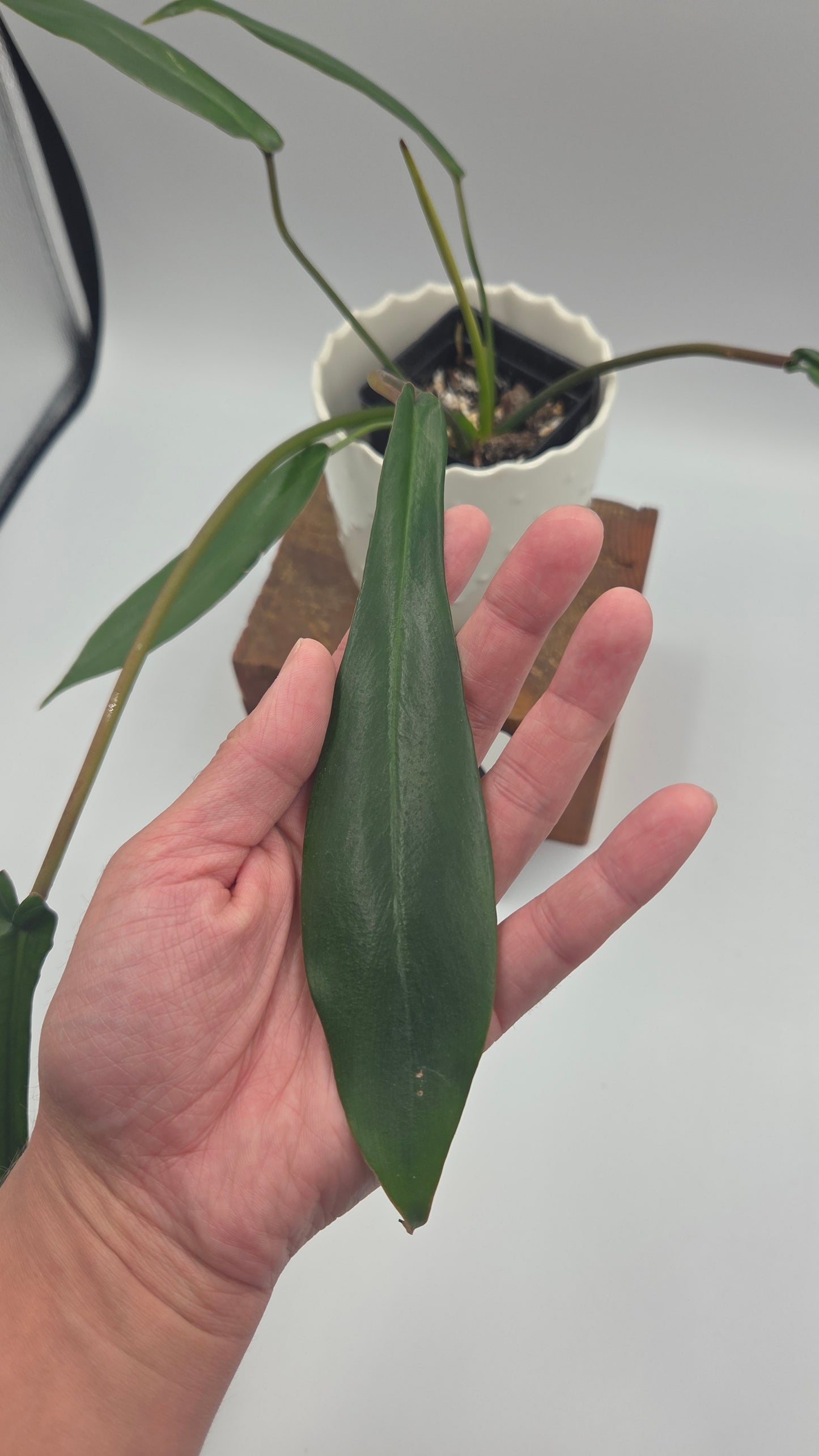 Philodendron Joepii (PHI-1034)