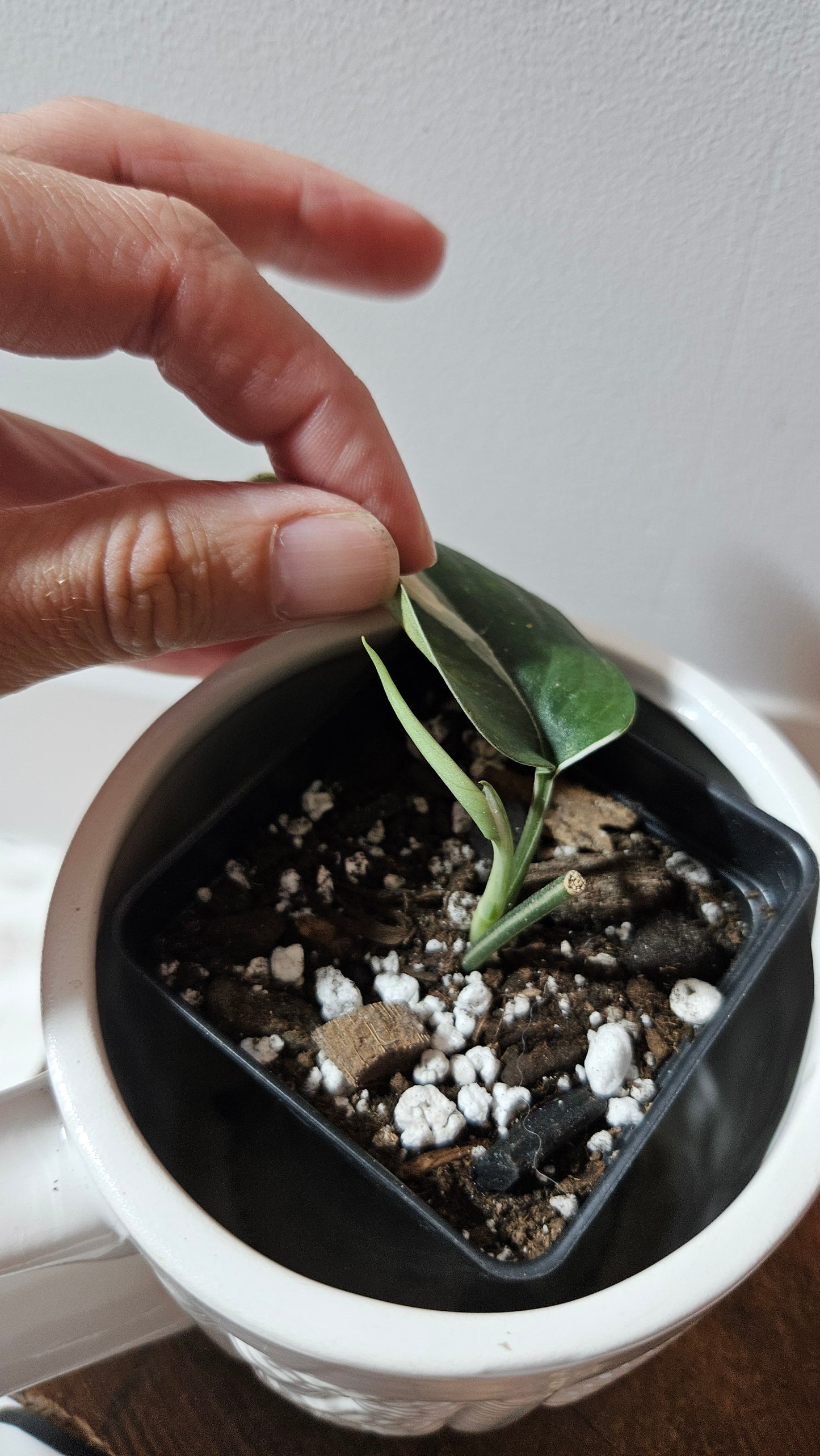 Scindapsus Silver Satin albo (SCI-1246)