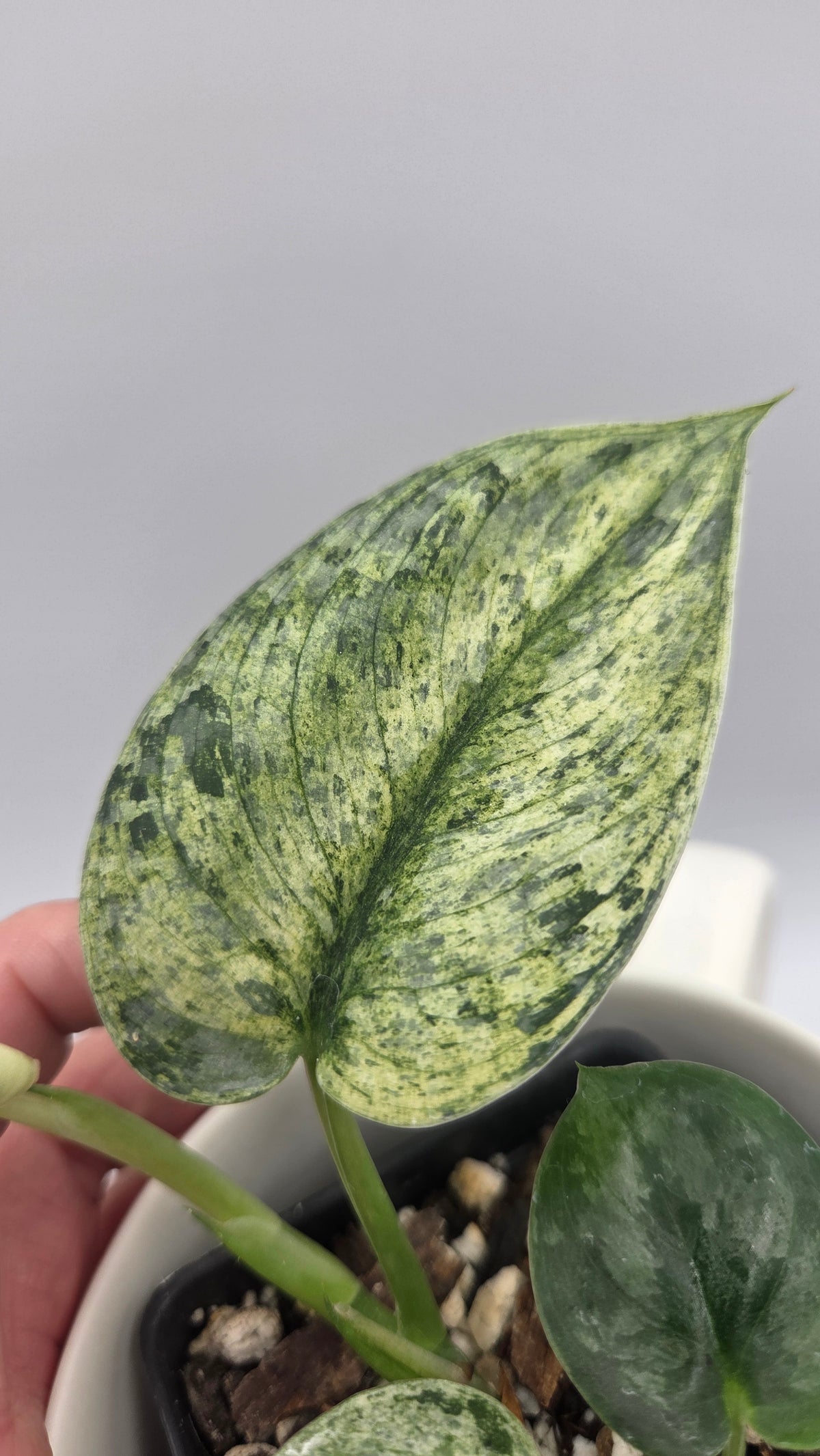 Scindapsus Silver Cloud mutation (SCI-1525)