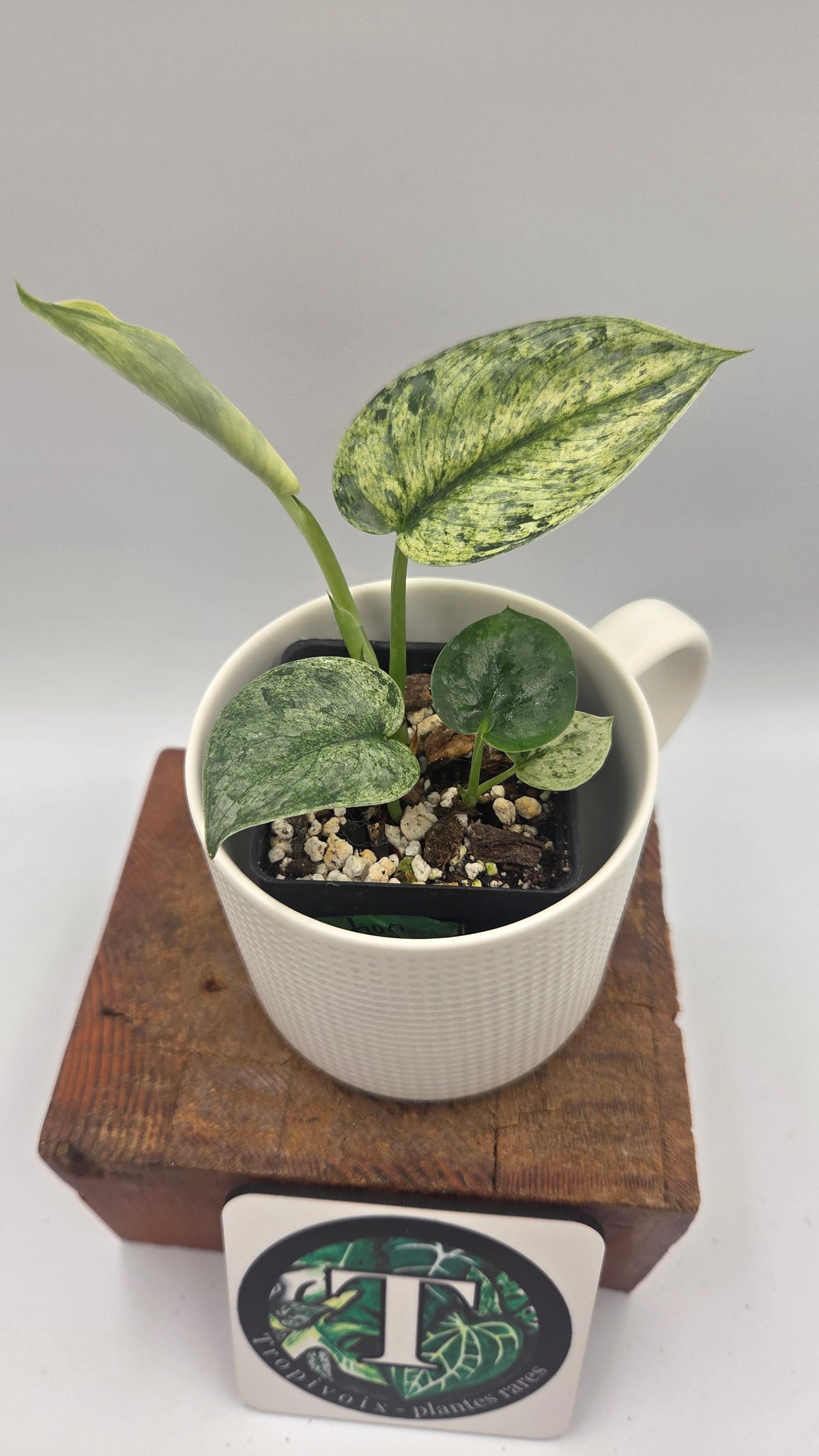 Scindapsus Silver Cloud mutation (SCI-1525)
