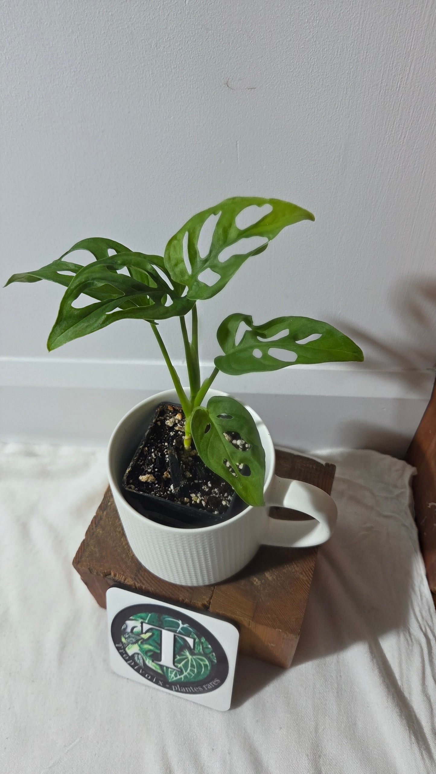 Monstera Obliqua Aff Cenepa (MON-428)