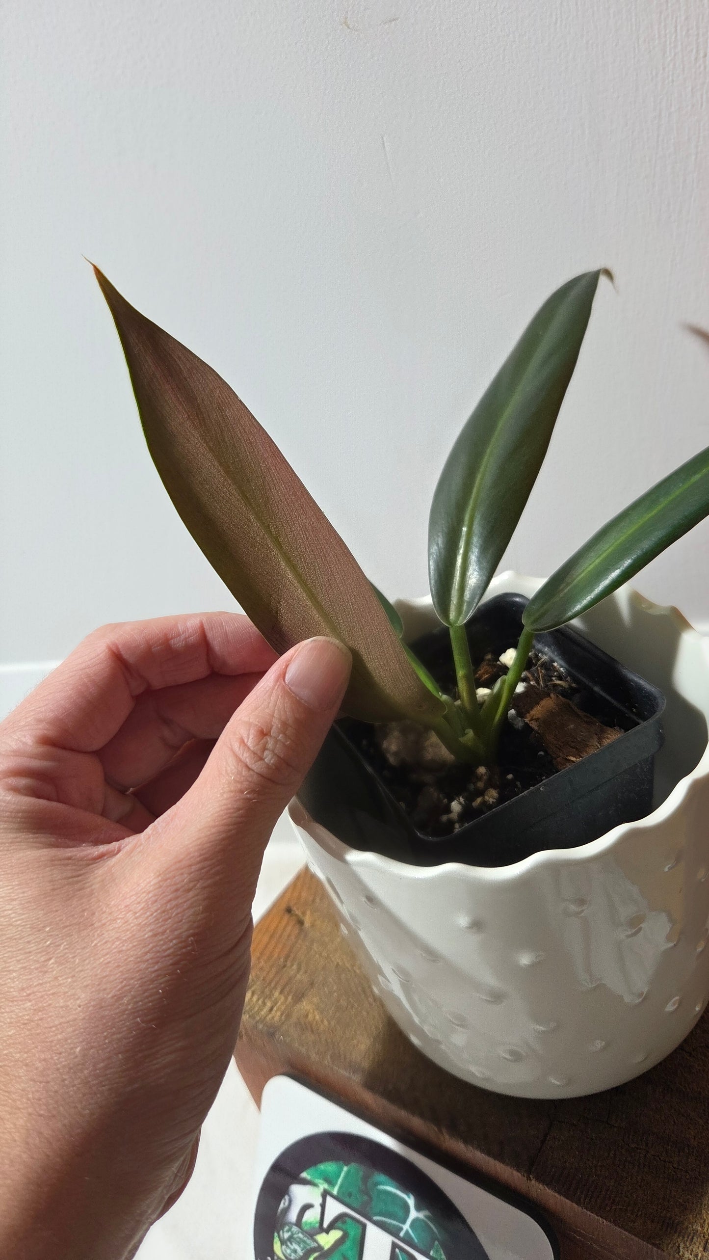 Philodendron Ruizii (PHI-411)