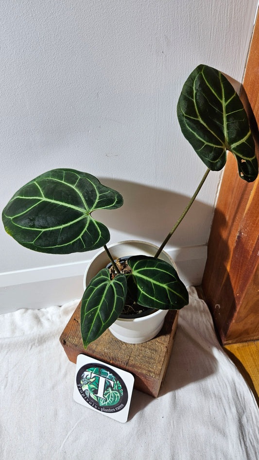 Anthurium Besseae Aff "Format MOYEN/LARGE" (ANT-527)