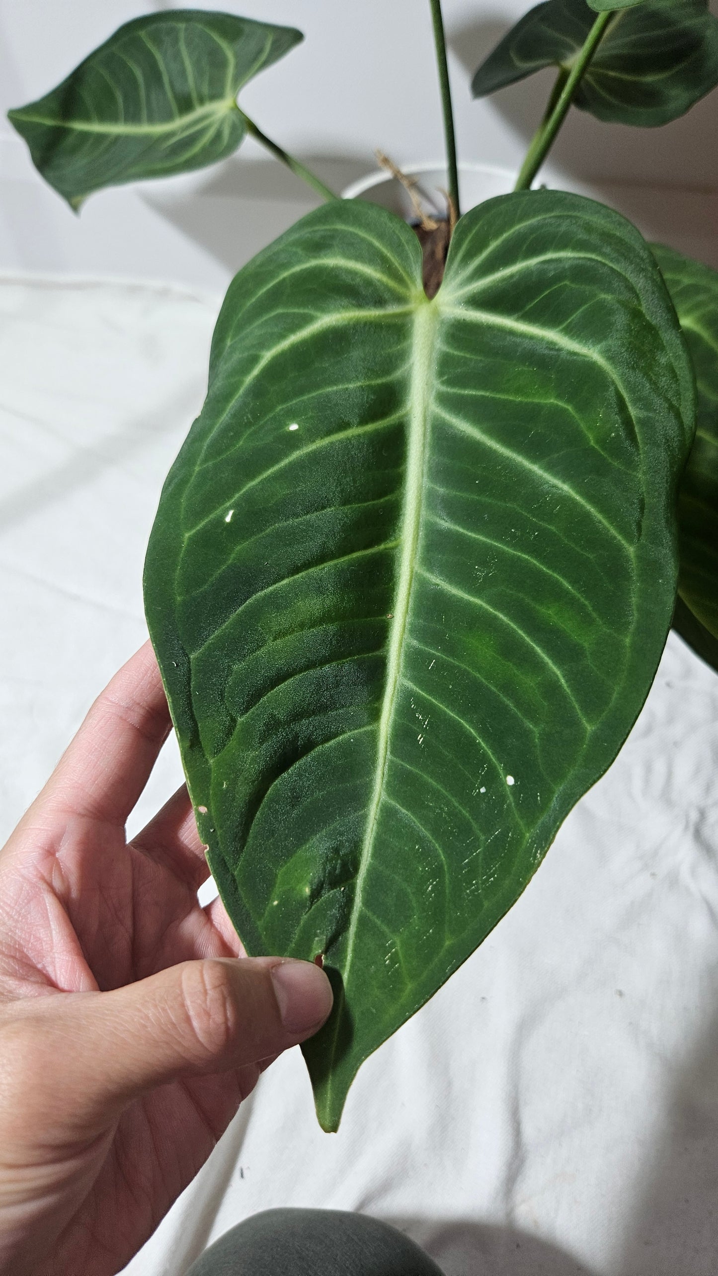 Anthurium Pulcachense Aff Black "format LARGE" (ANT-173)