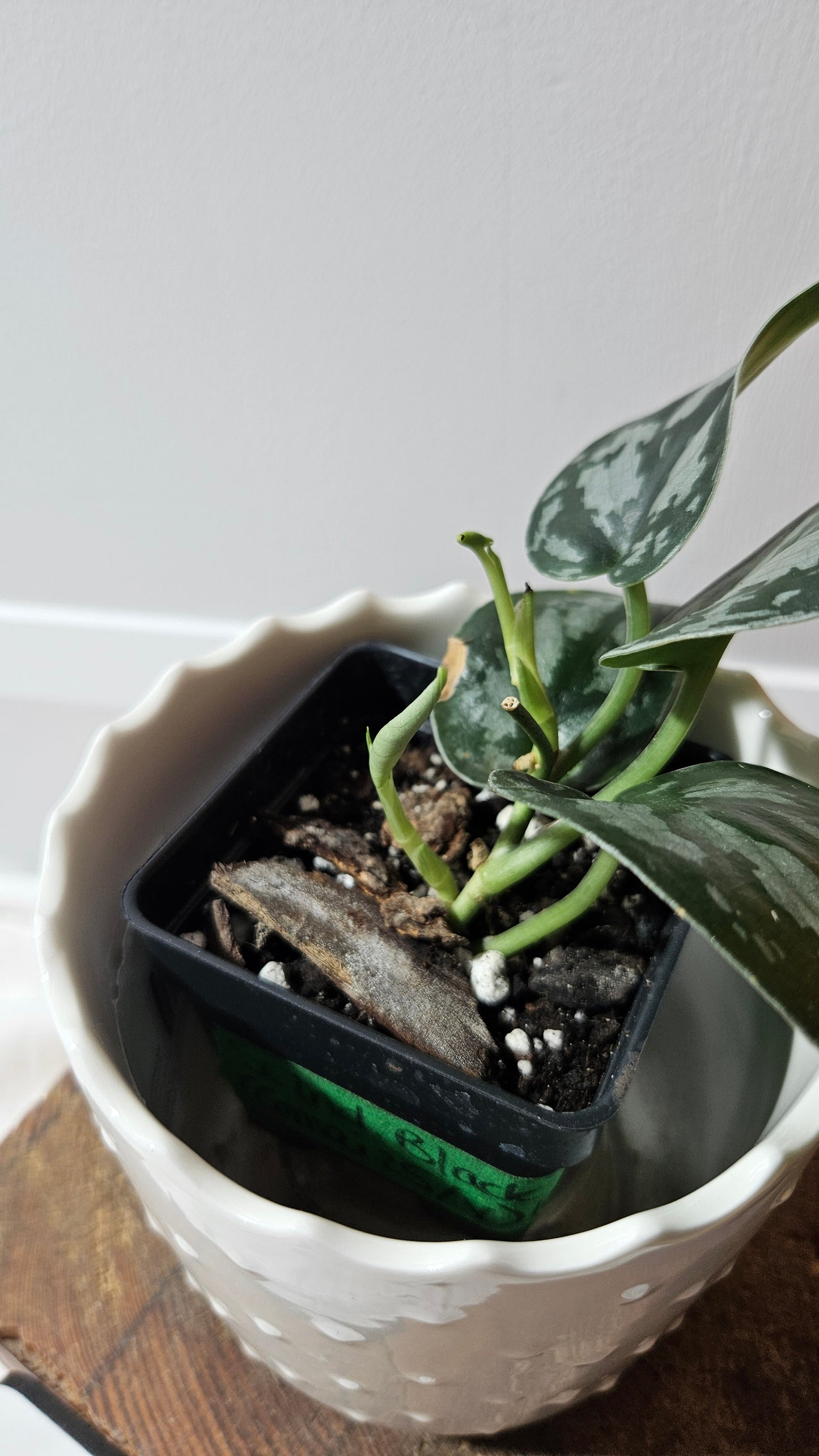 Scindapsus Black Exotica (SCI-1336)