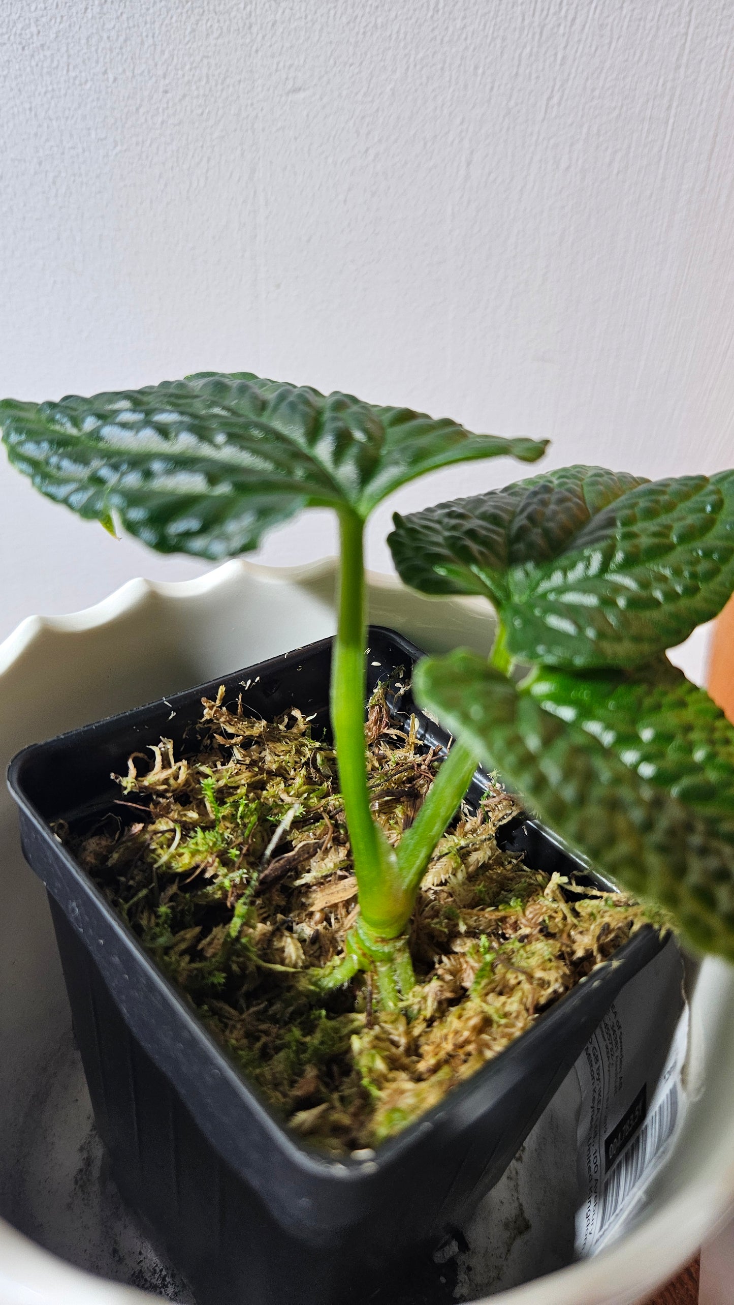 Anthurium Splendidum "format PETIT" (ANT-628)