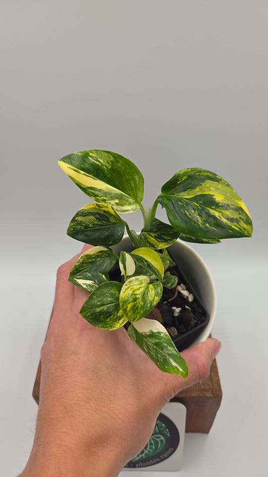Monstera Standleyana Aurea (MON-582)