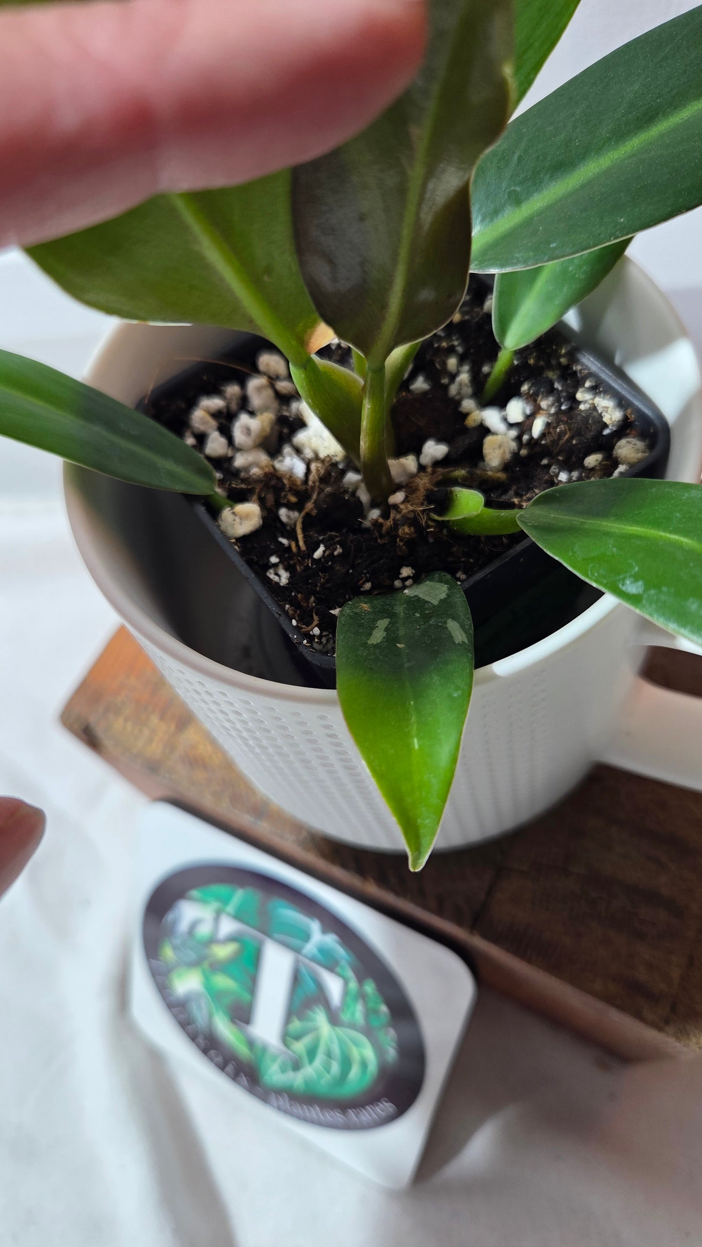 Philodendron Wend Imbe Variegata (PHI-975)