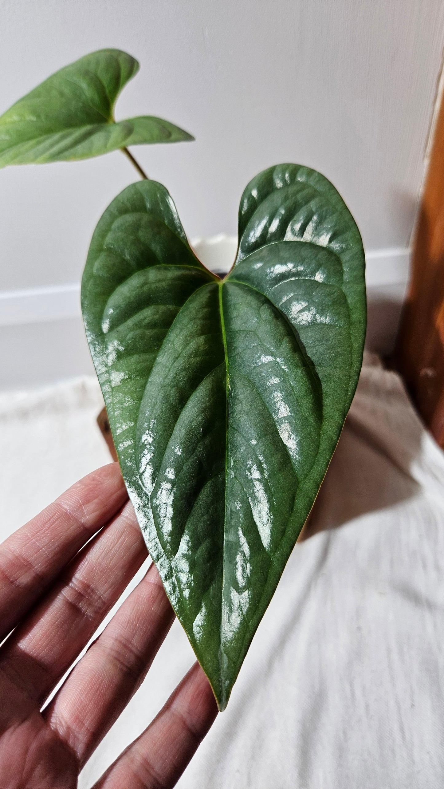 Anthurium Salgarense aff Silver Peru"format MOYEN" (ANT-219)