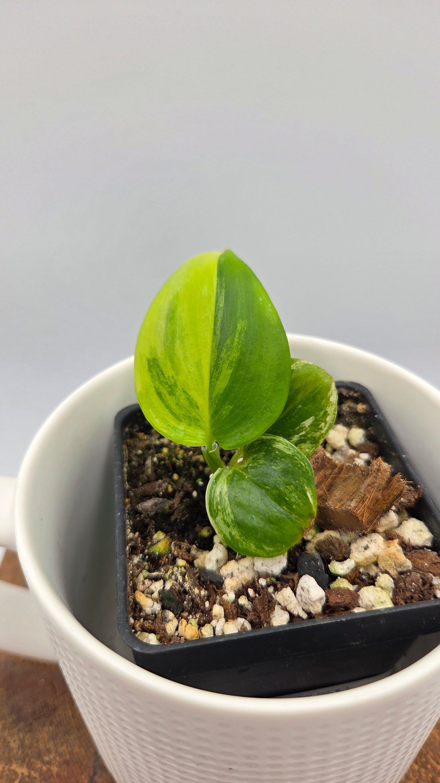Scindapsus Moonlight Yellow (SCI-1450)