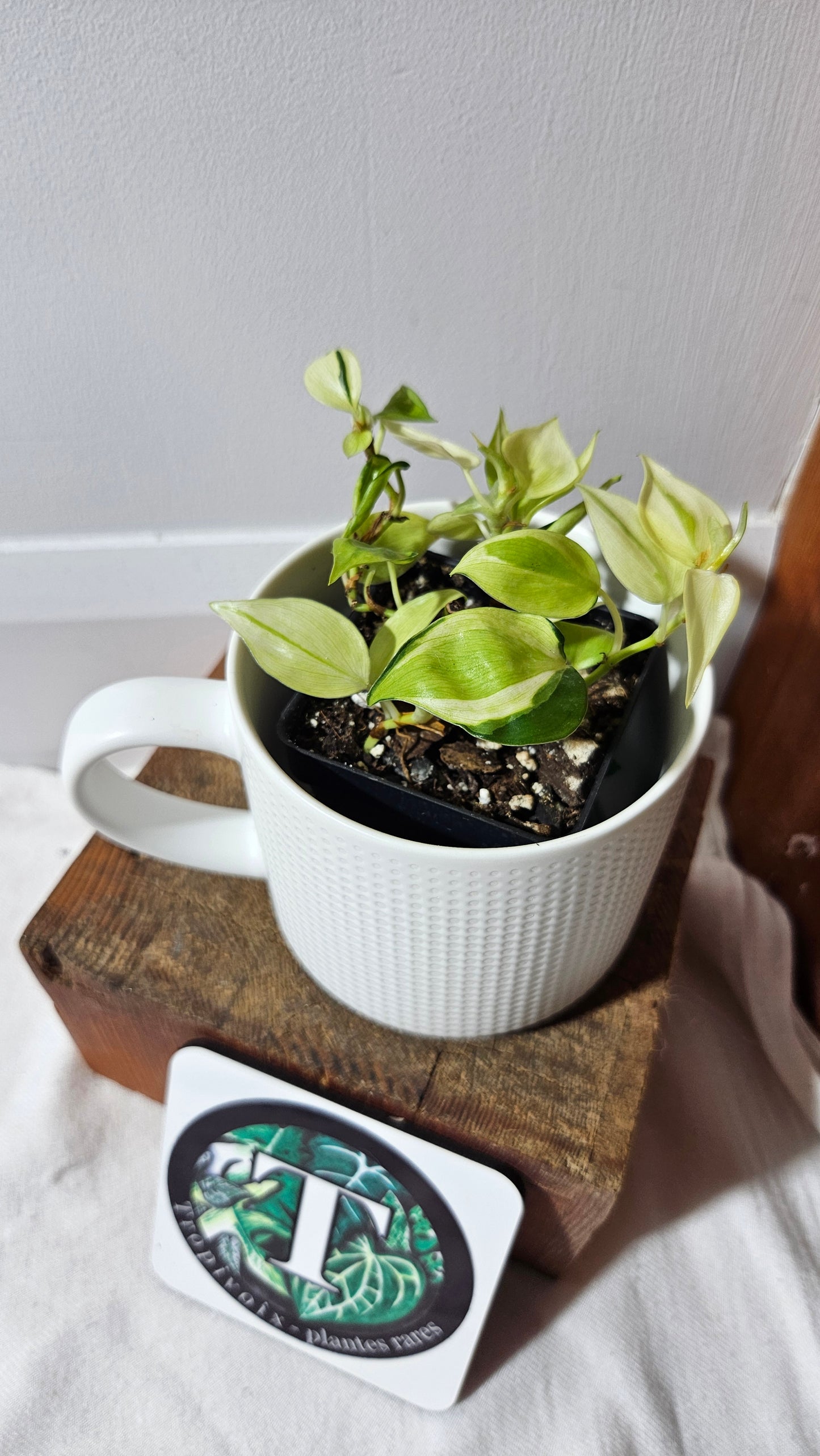 Philodendron Hederaceum Cream Splash (PHI-850)