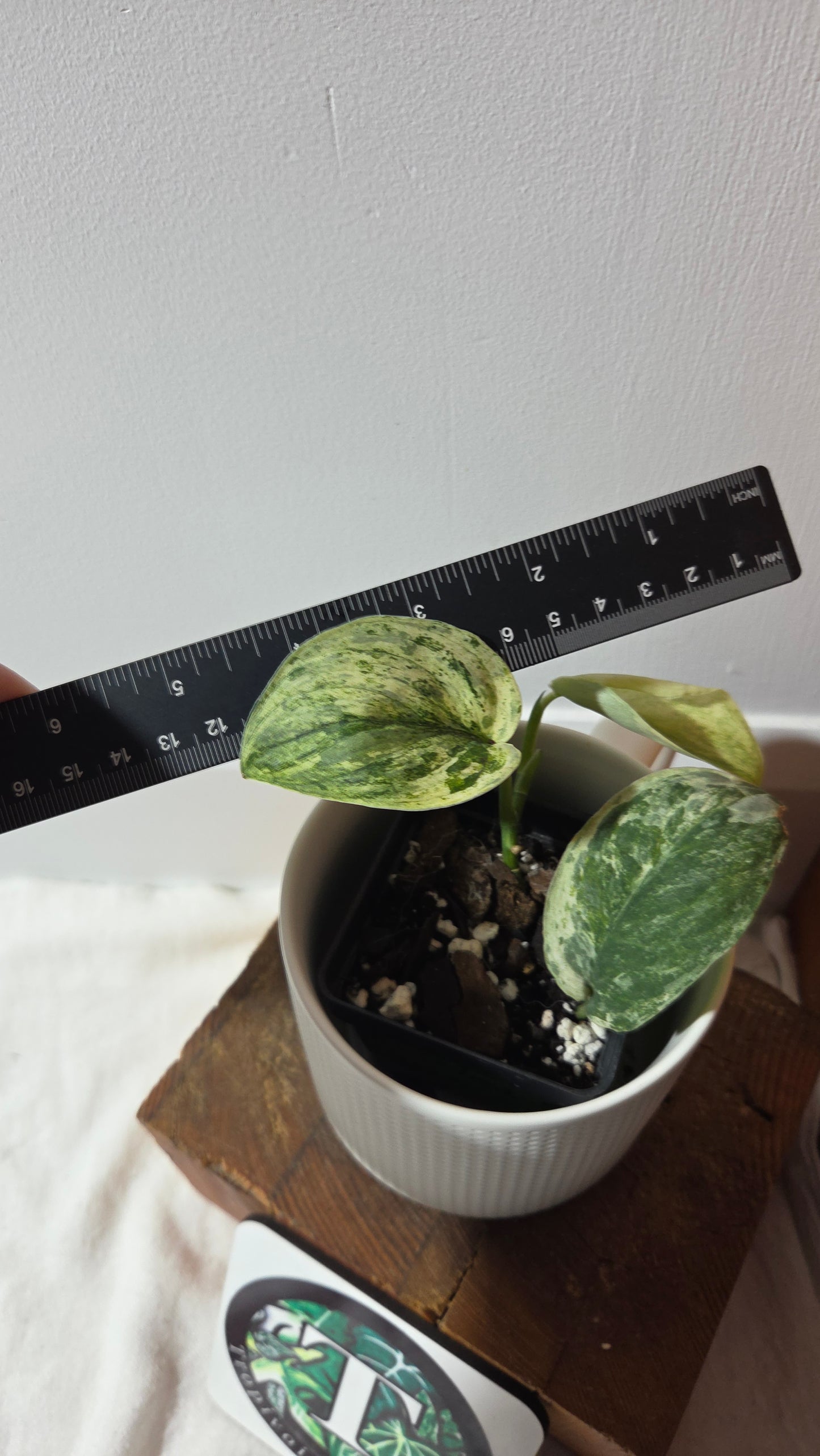 Scindapsus Silver Splash Tricolore (SCI-1367)