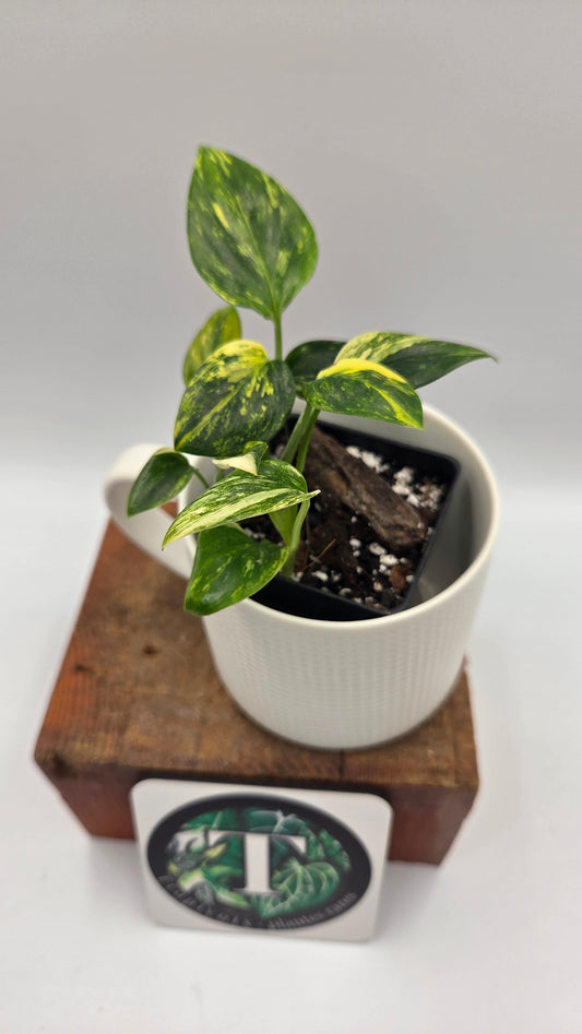 Monstera Standleyana Aurea (MON-583)