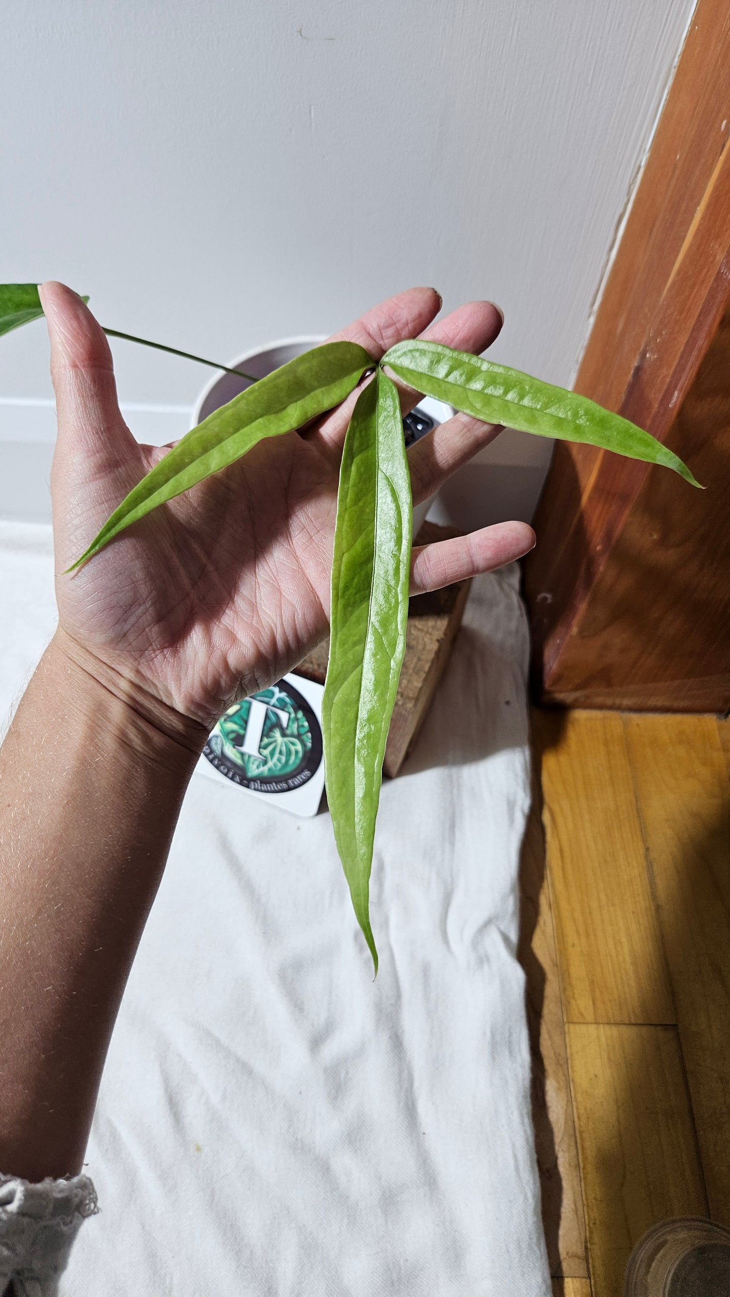 Anthurium Polydactylum "format MOYEN" (ANT-148)