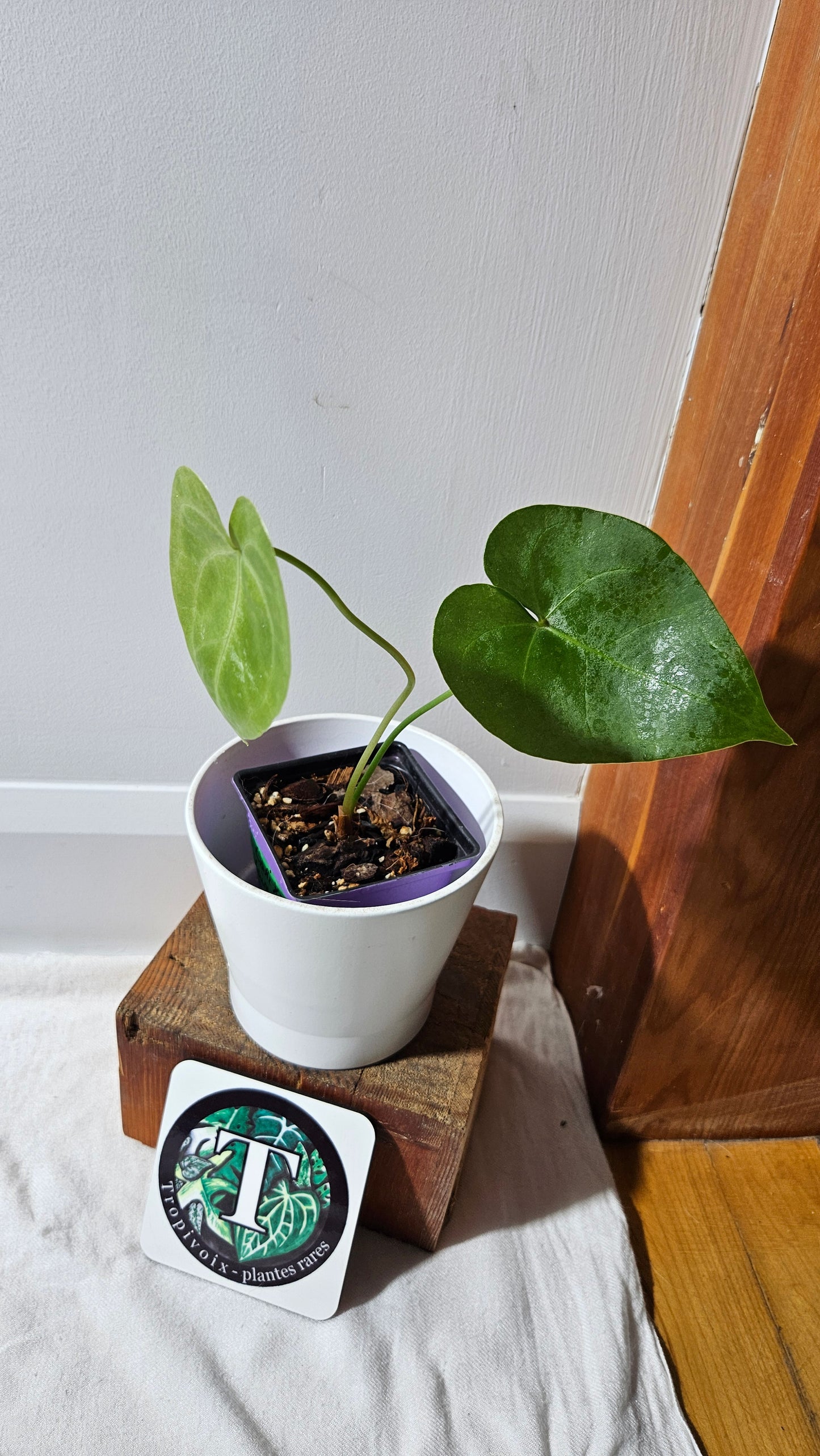 Anthurium Clarinervium X Jarii "format MOYEN" (ANT-551)